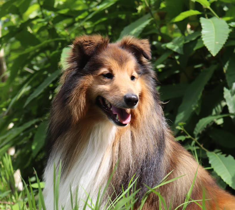 bergers des shetland LOF en Normandie