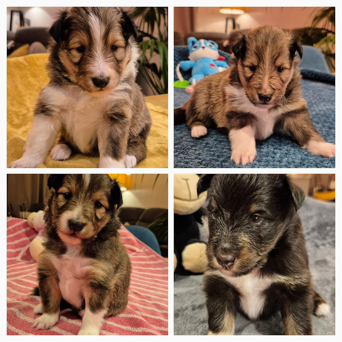 20260121 184650-COLLAGE