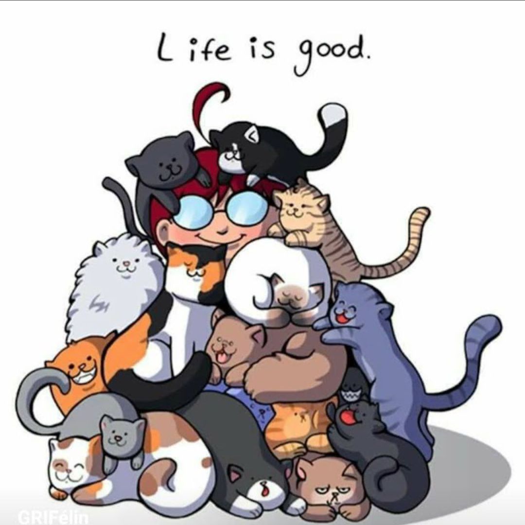 🐾💕🐾 pour les Vieux Chats des Personnes Âgées Hospitalisées ou Disparus 😔🐾