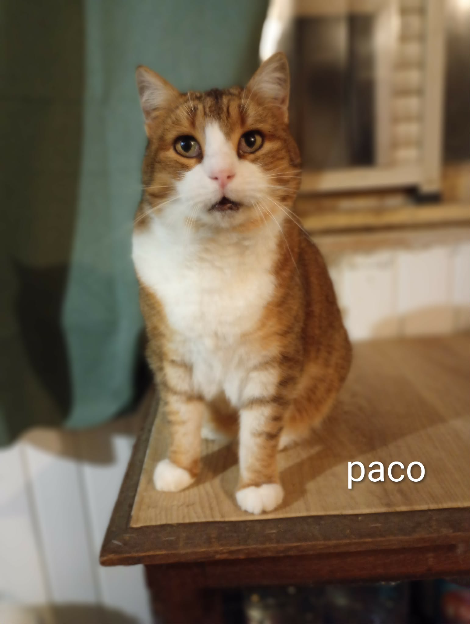 Paco 4