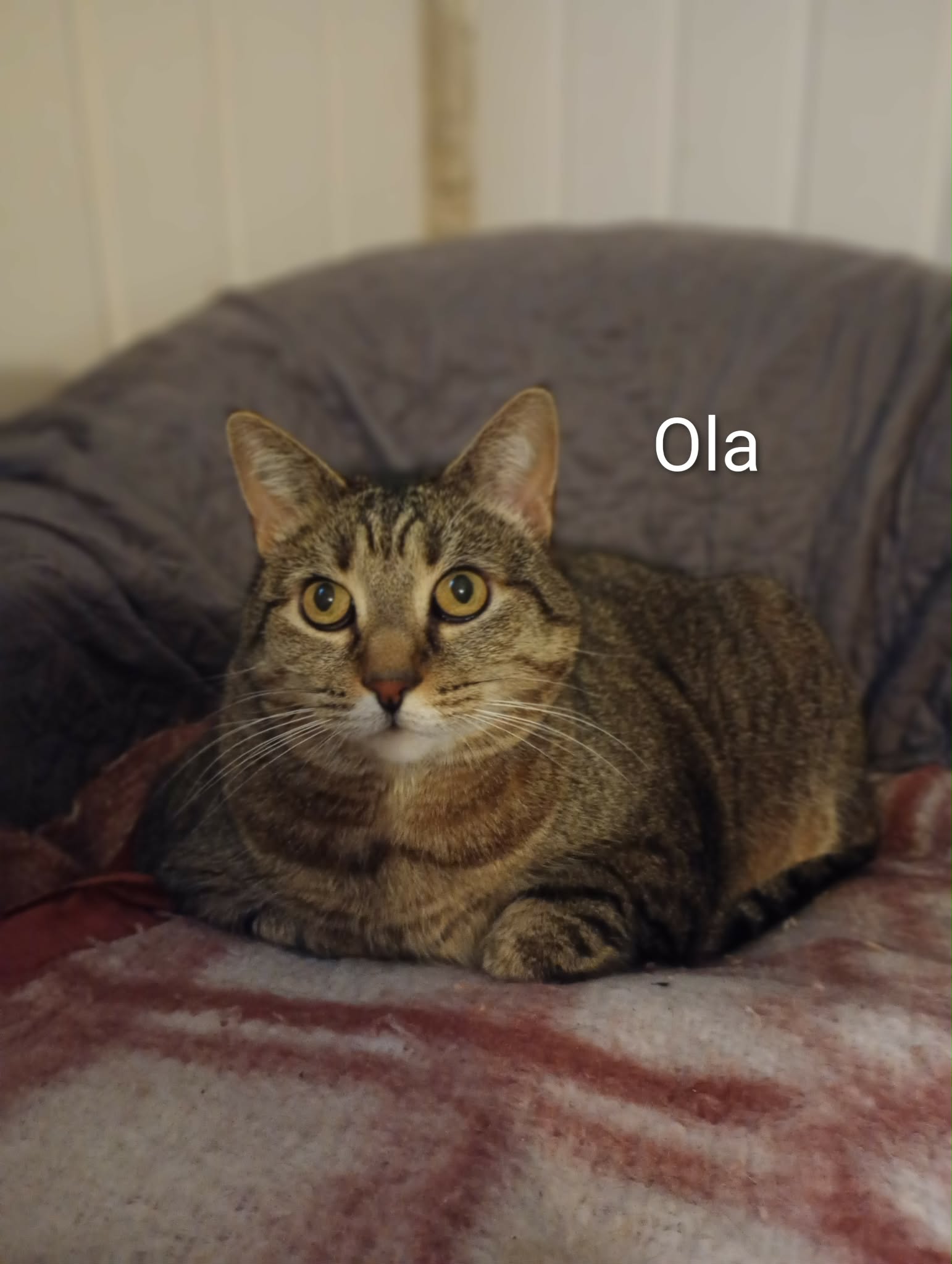 Ola