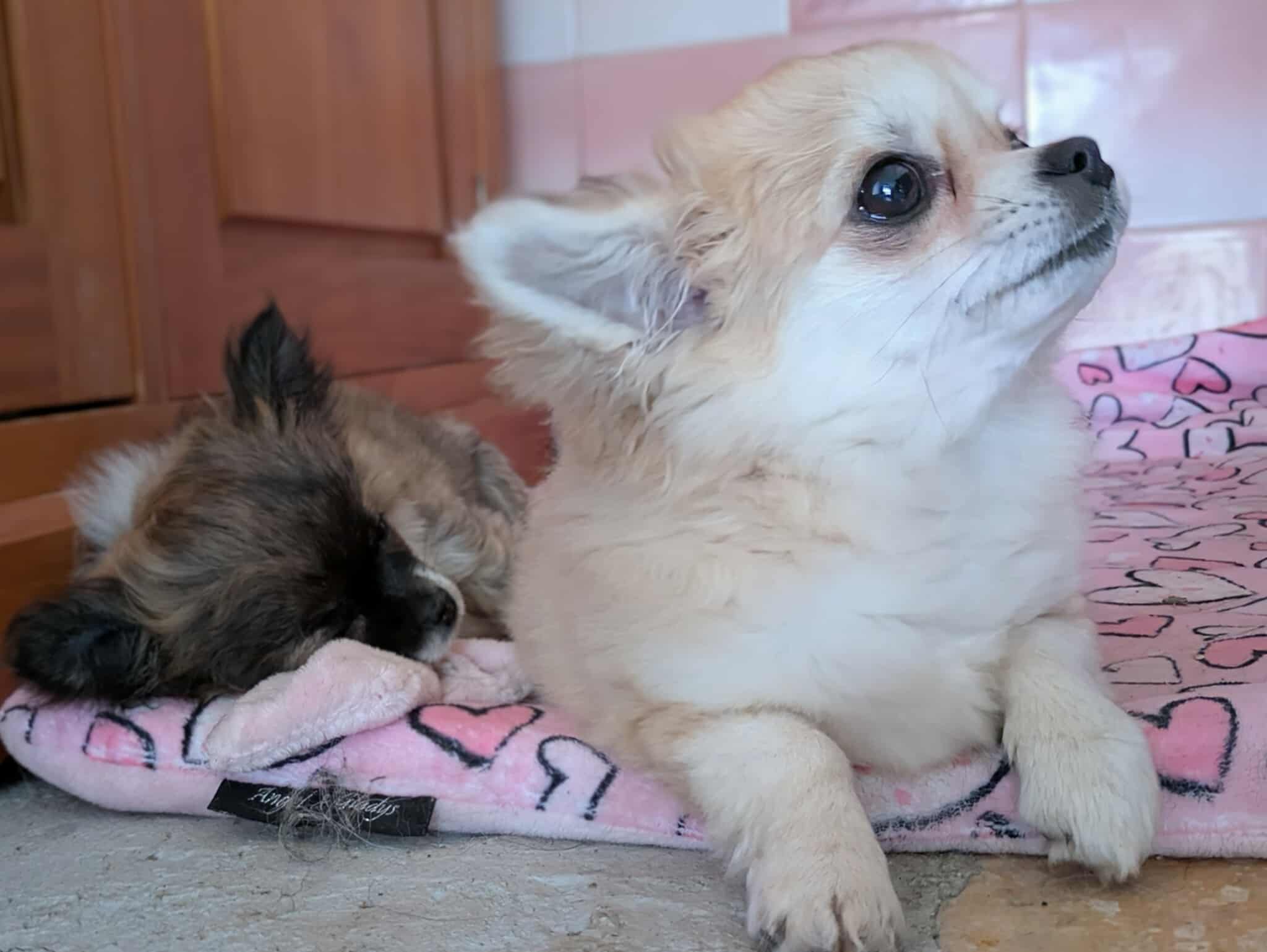 Received 25921366700828449