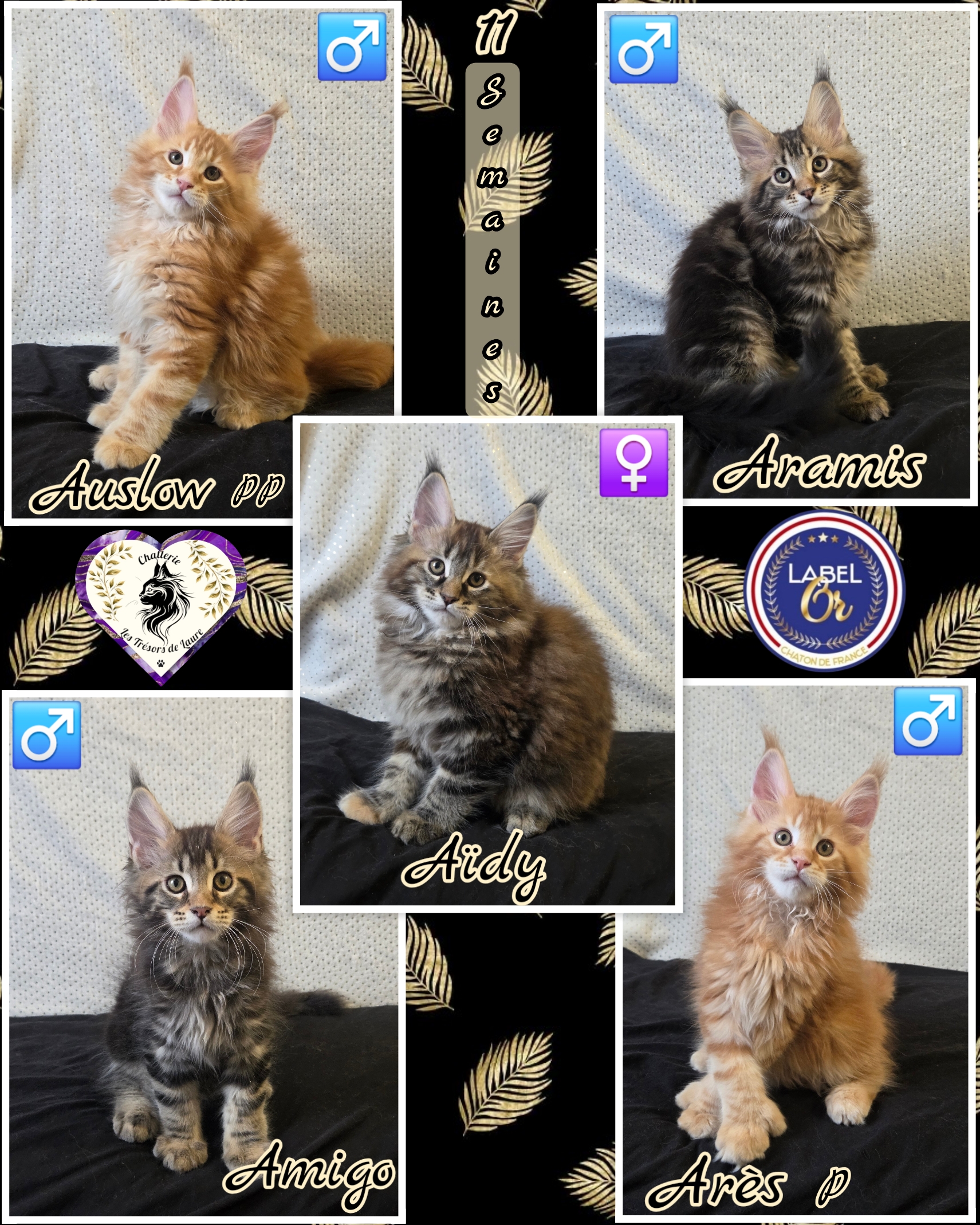 Photocollage 202625164255841-1-