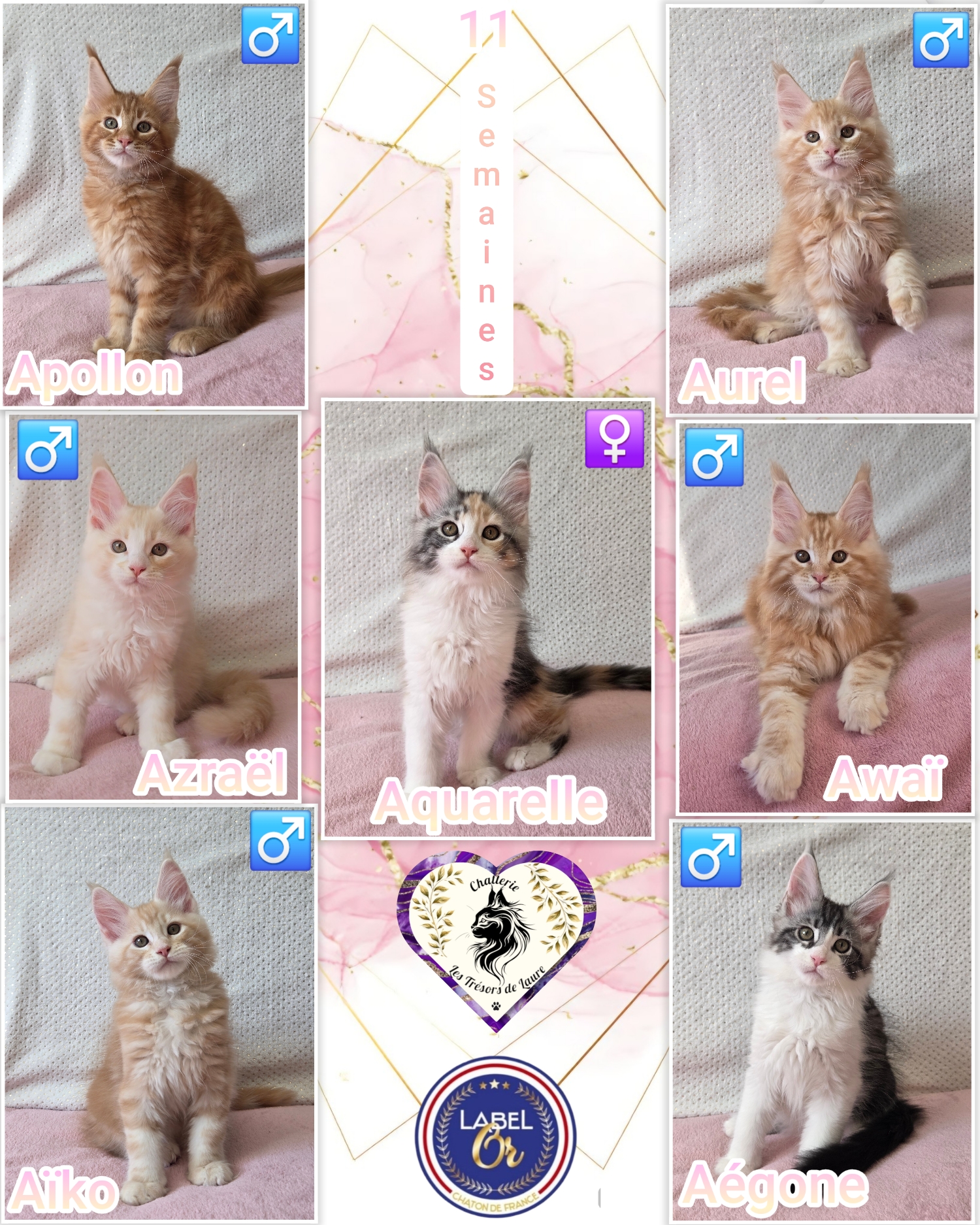 Photocollage 202625164530886-1-