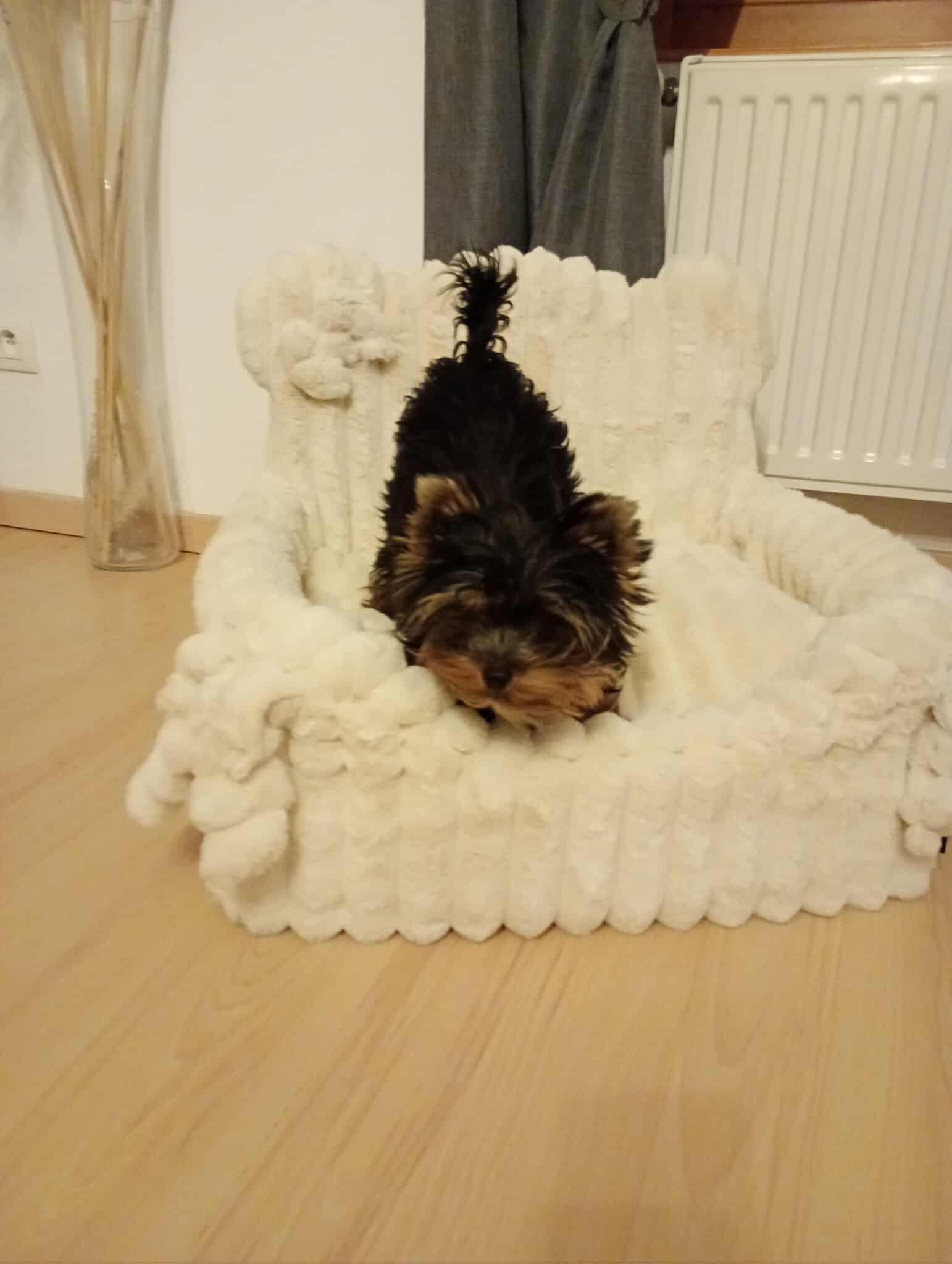 Received 4230449913903738