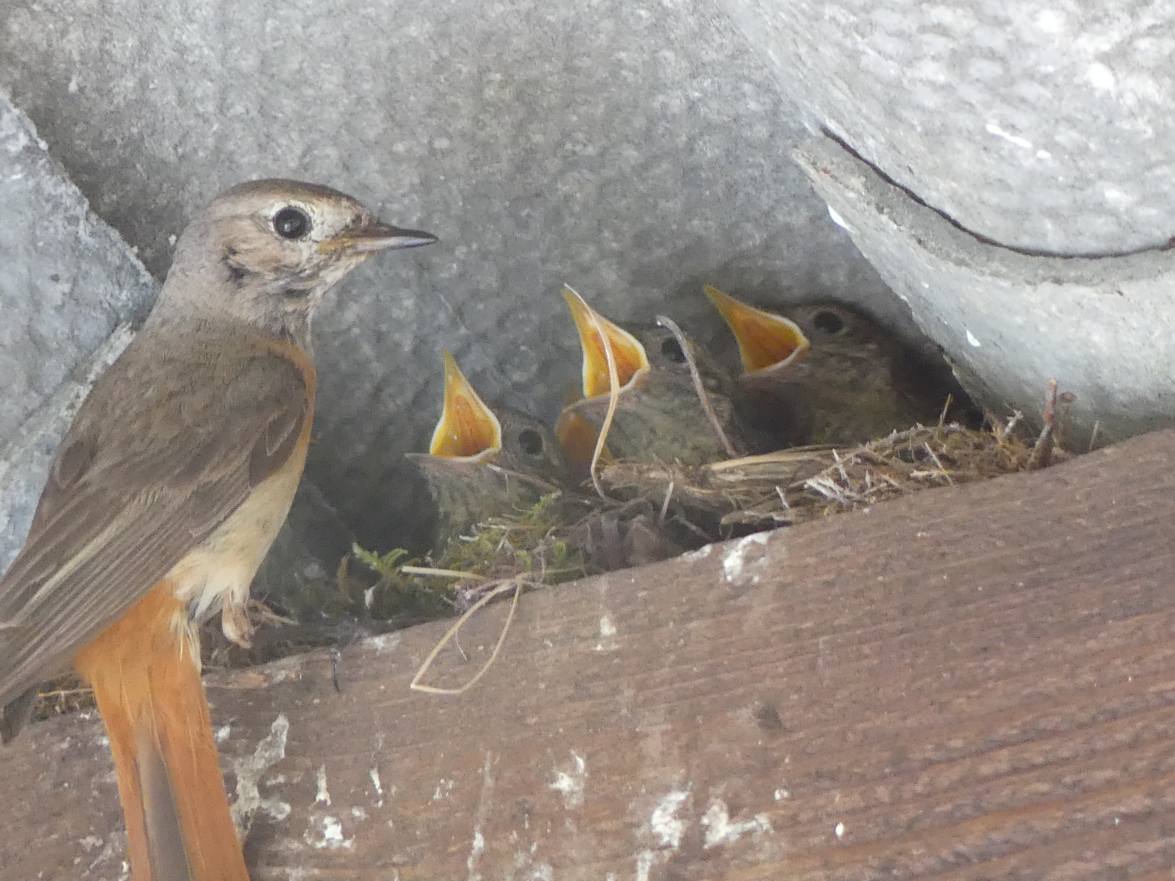 Sous une poutre de la maison