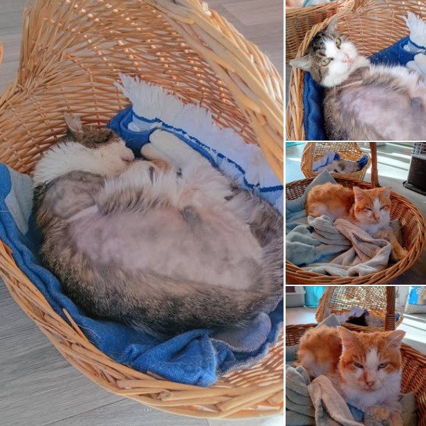 Des nouvelles de Tom Tom et caramel 💞😻