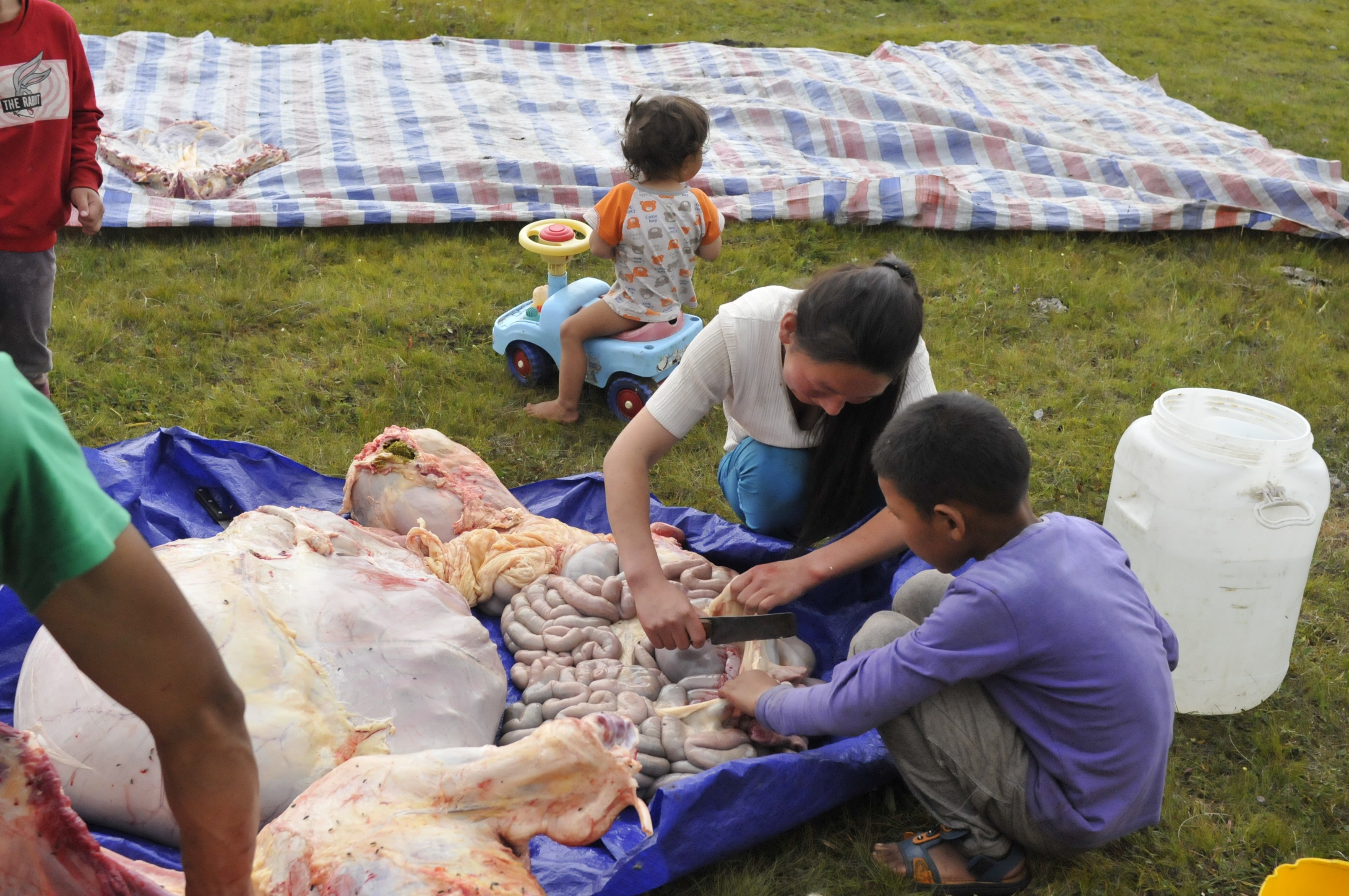 Depecage-de-vache-en-famille