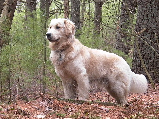 Golden retriever standing tucker