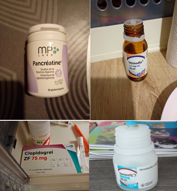 🐈Kikou les ch'amis 👋🐈‍⬛