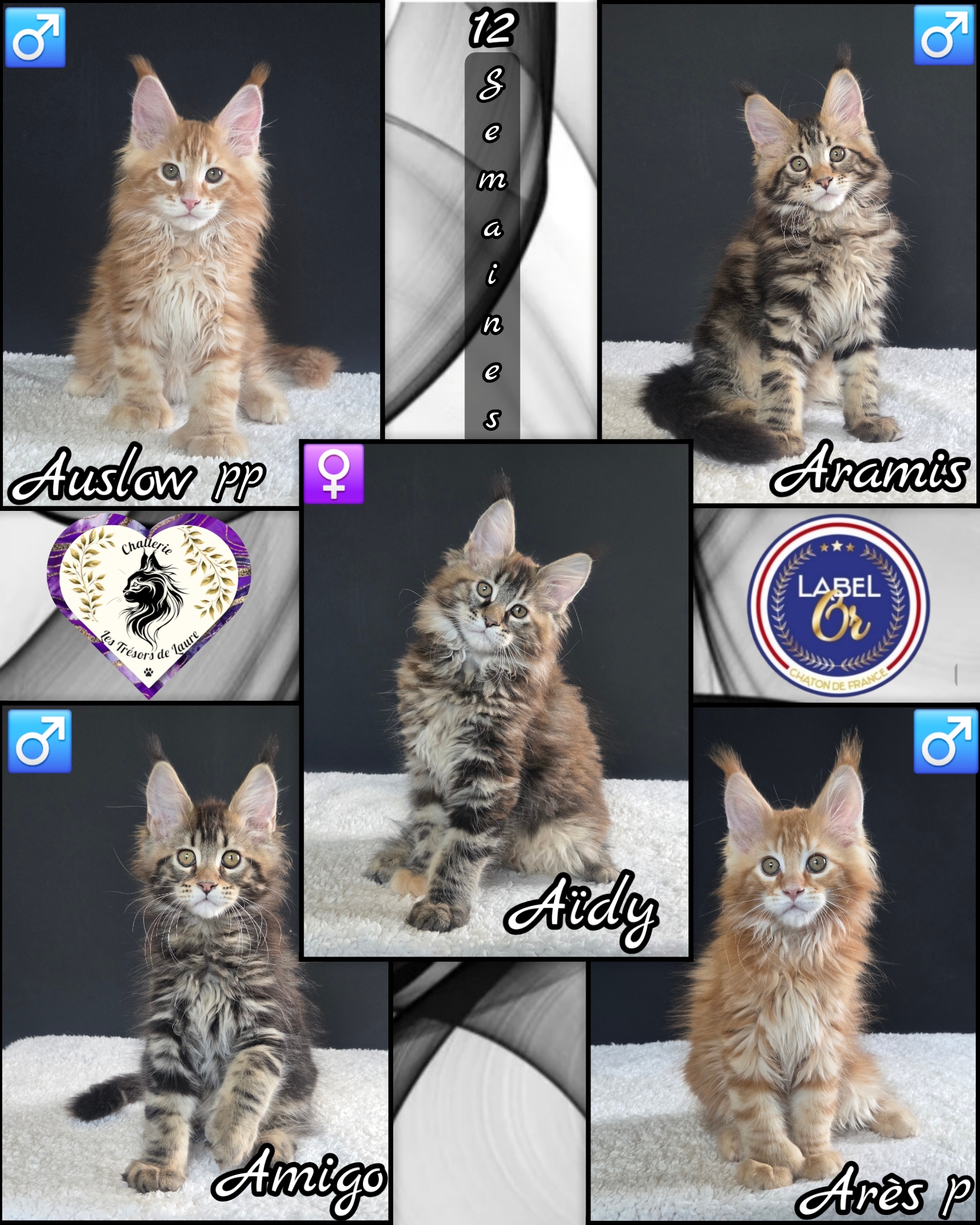 Photocollage 202621019317520-1-