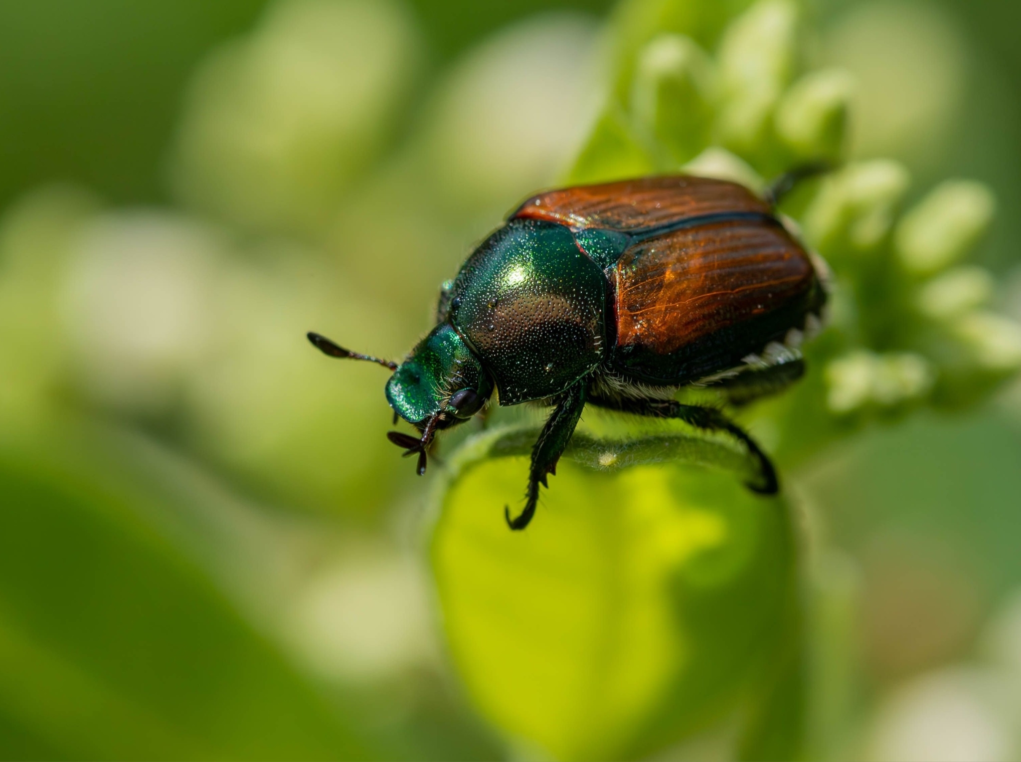 B6f27bebab93-scarabee-japonais