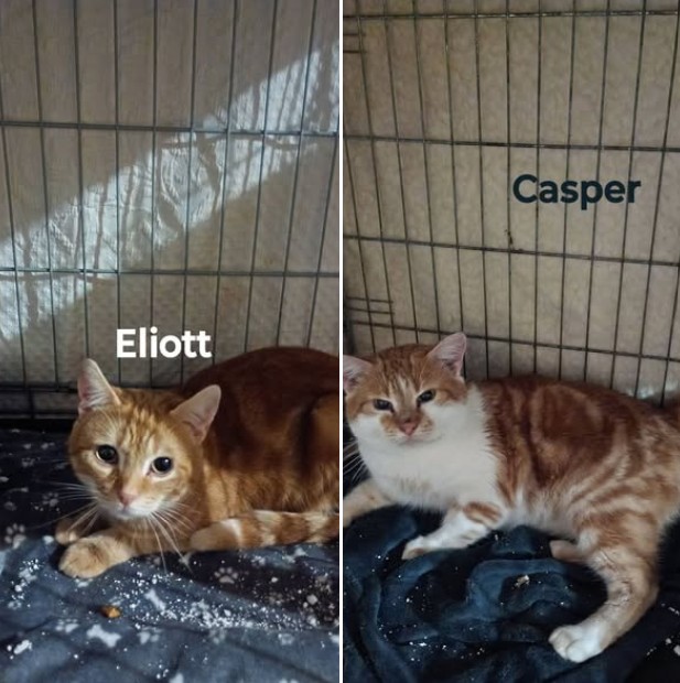 🐱 Casper & Eliott, Deux Cœurs à Réchauffer 🐾