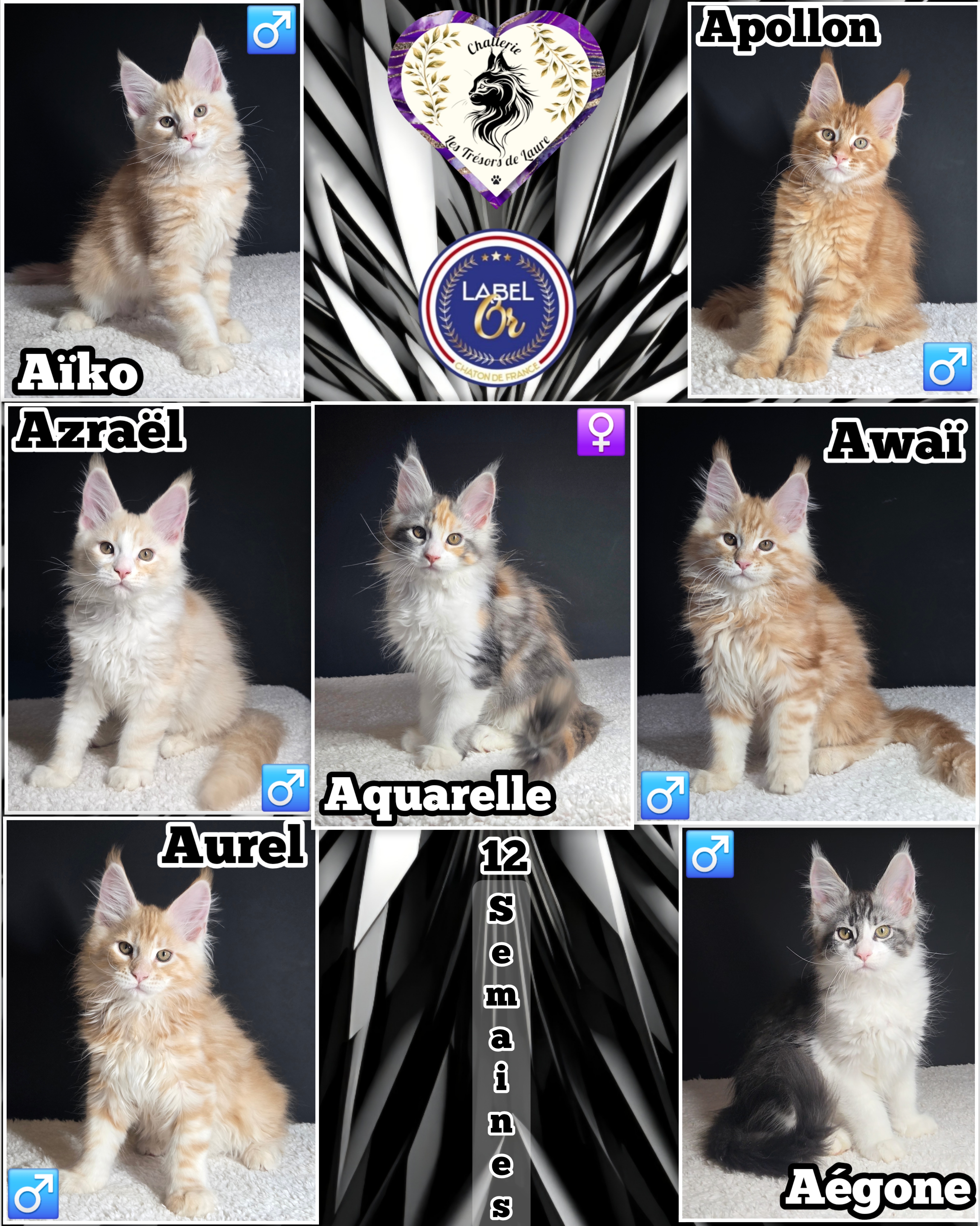 Photocollage 202621217323233-1-