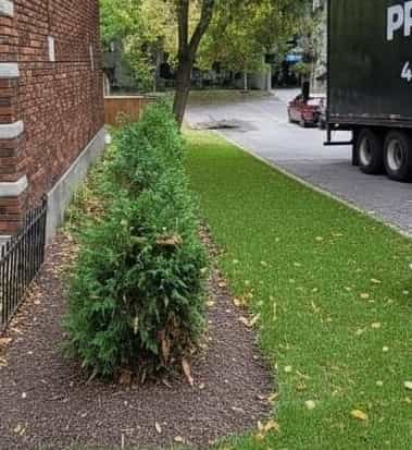 Pro cedre a haie2025