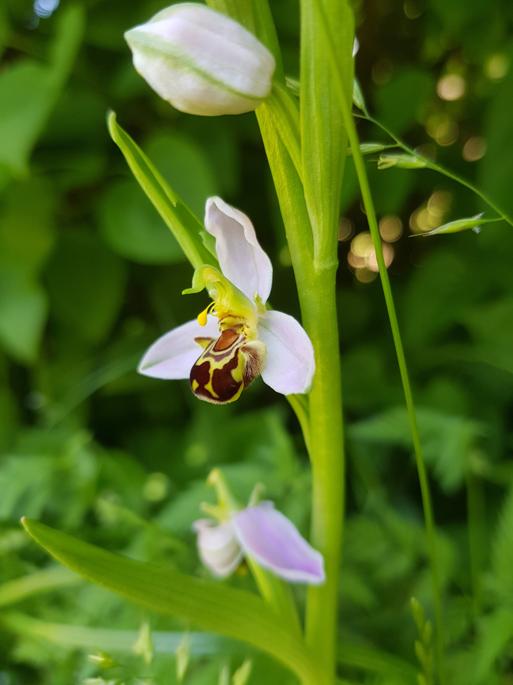Web-orchidee