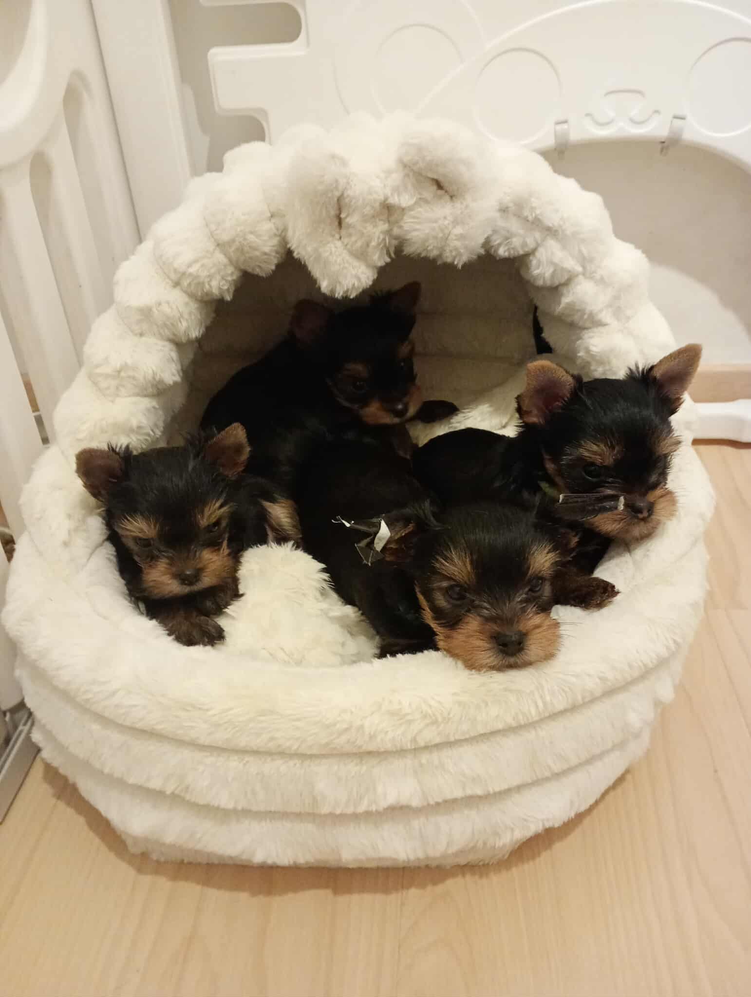 Received 2145284156282594