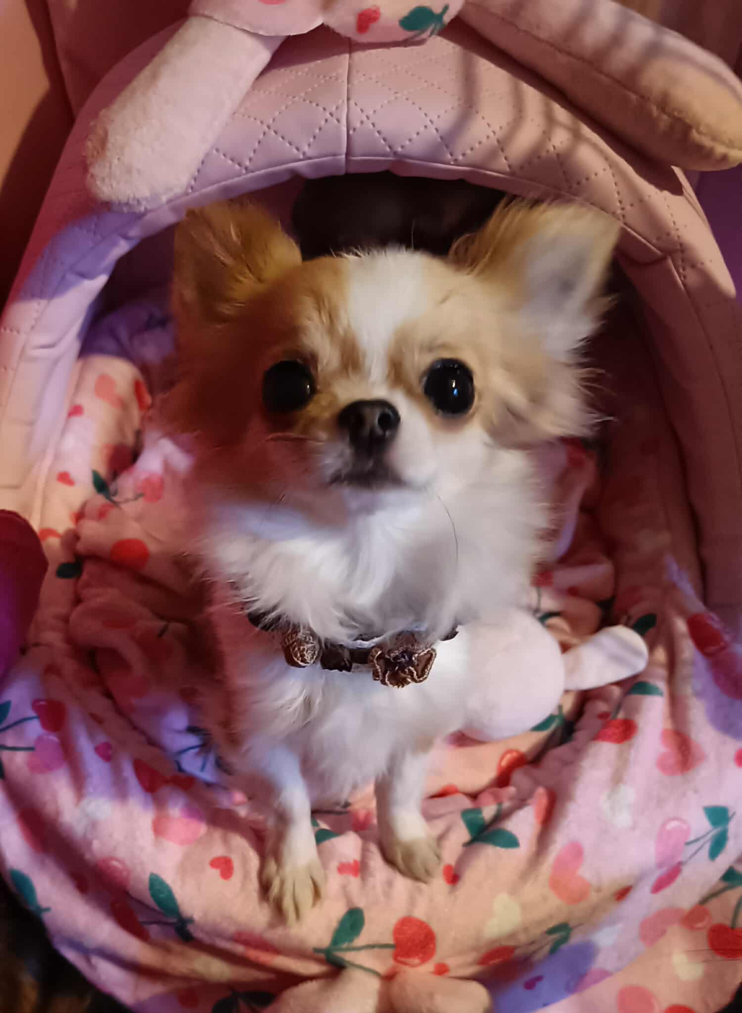 Received 2279705195847379