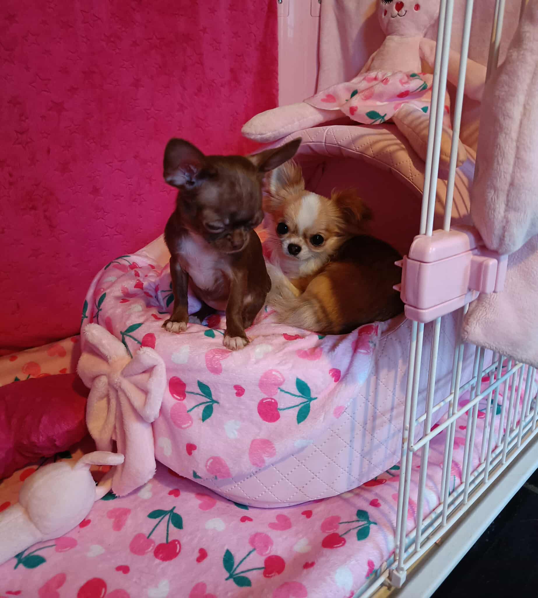 Received 1294331002520936