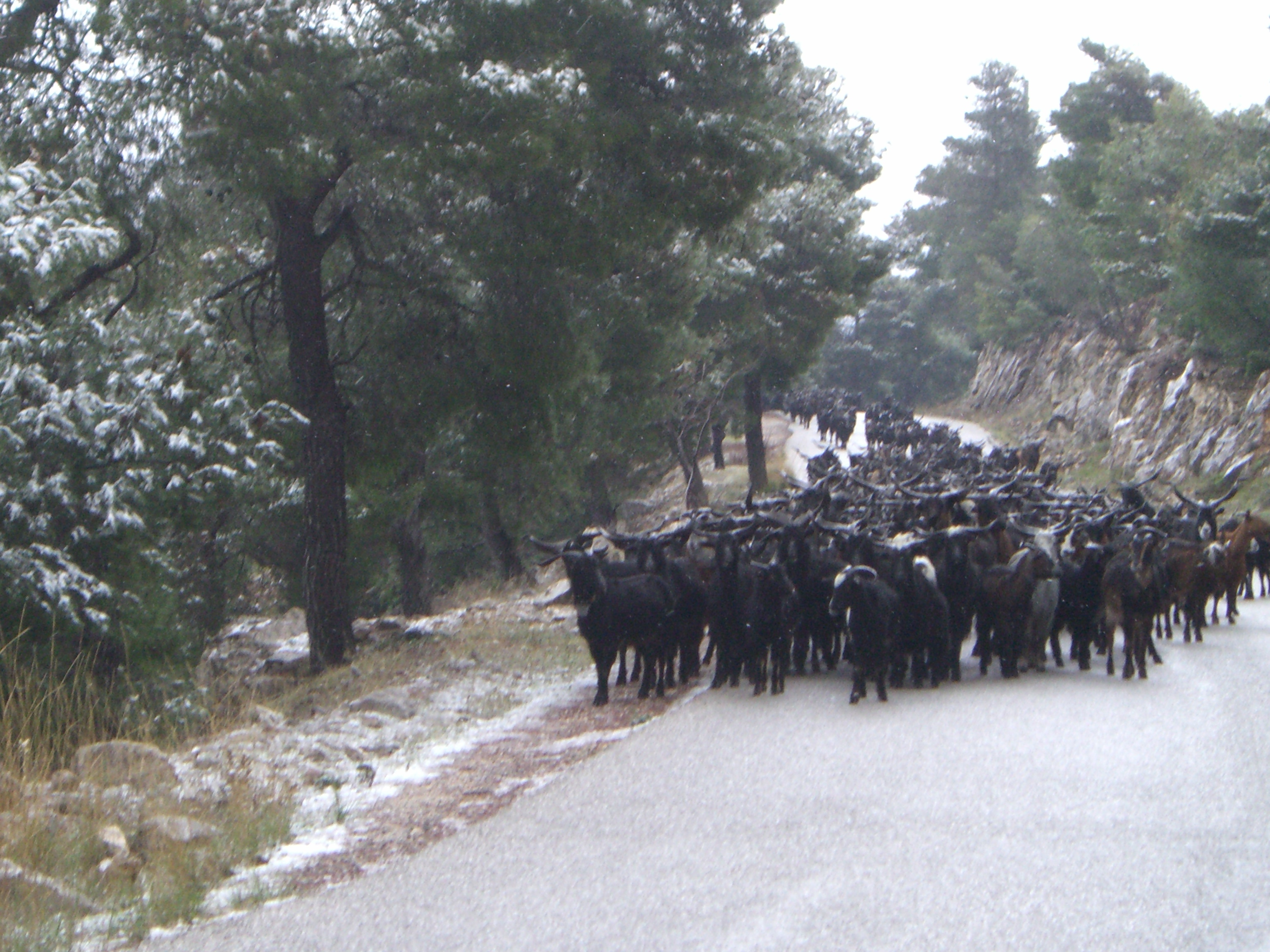 Golfe de corinthe 20