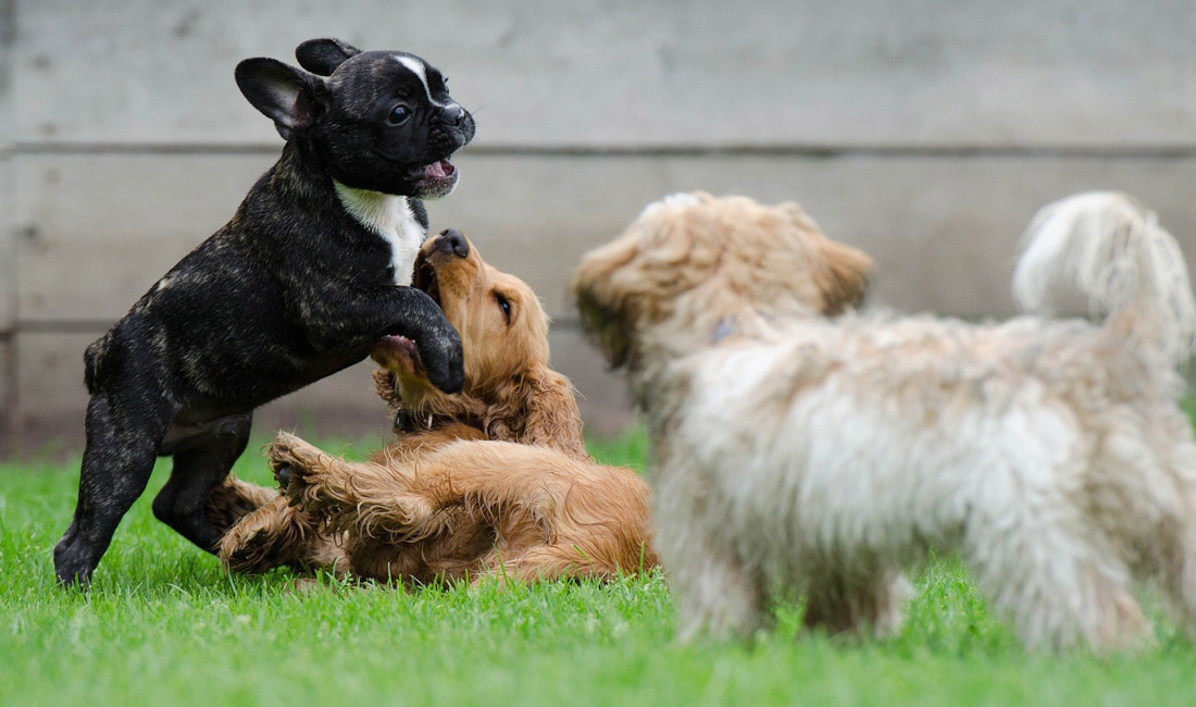 Maternelle canine chiots
