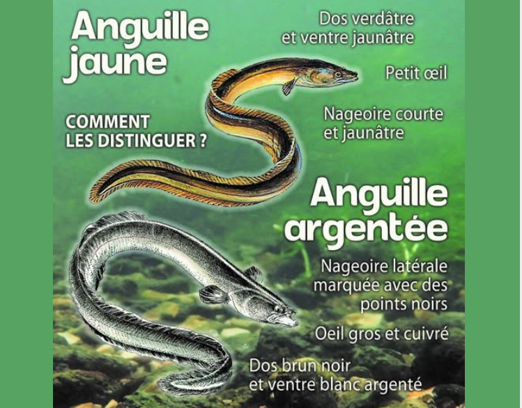 Anguille jaue argente