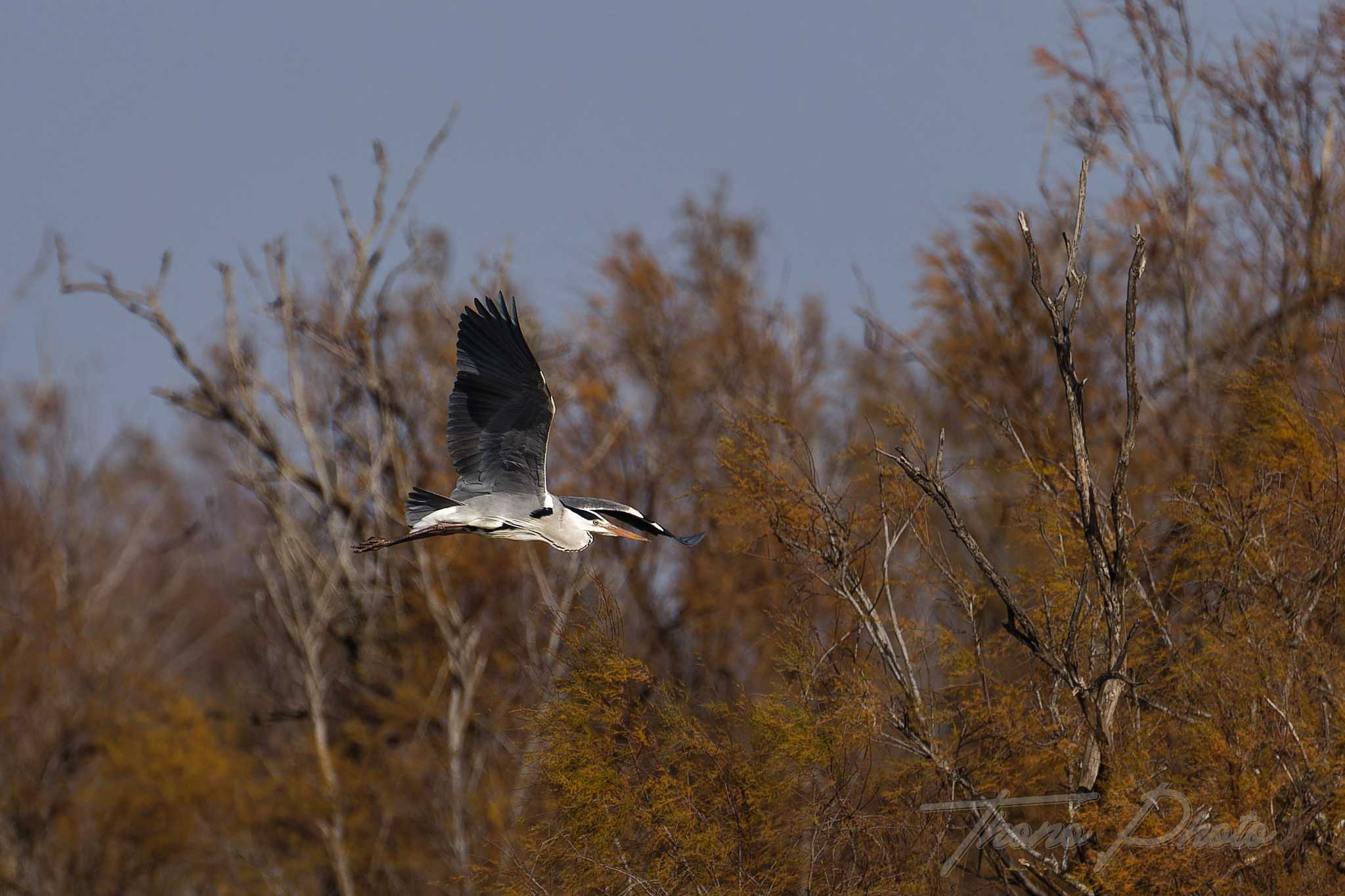 Heron cendre pont de gau 2025 01 25 01271f