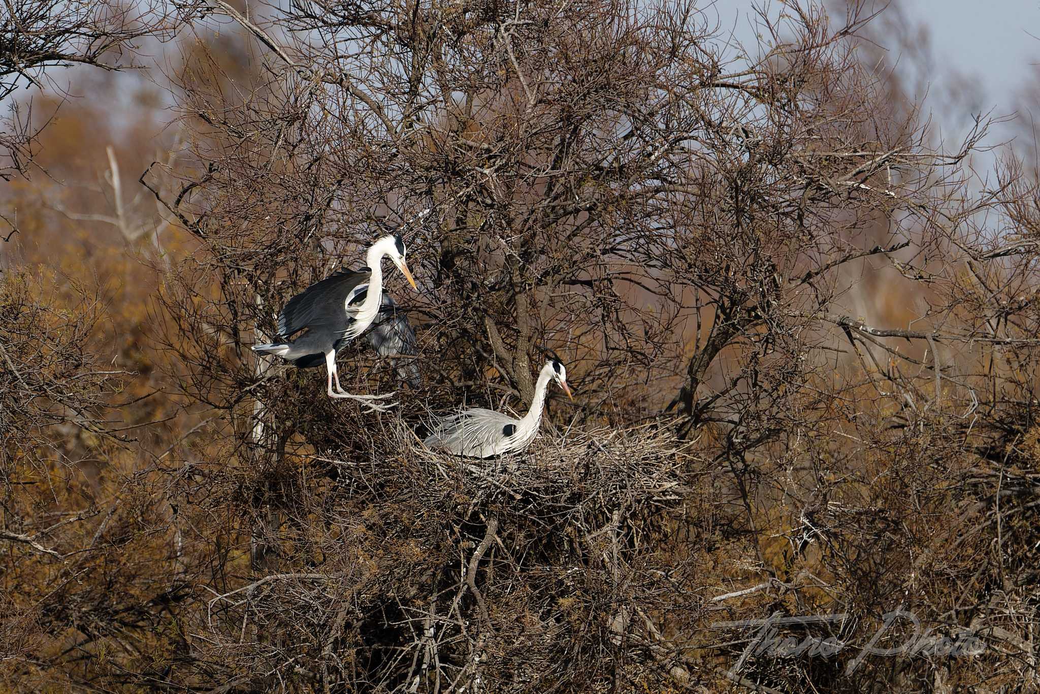 Heron cendre pont de gau 2025 01 25 01230f