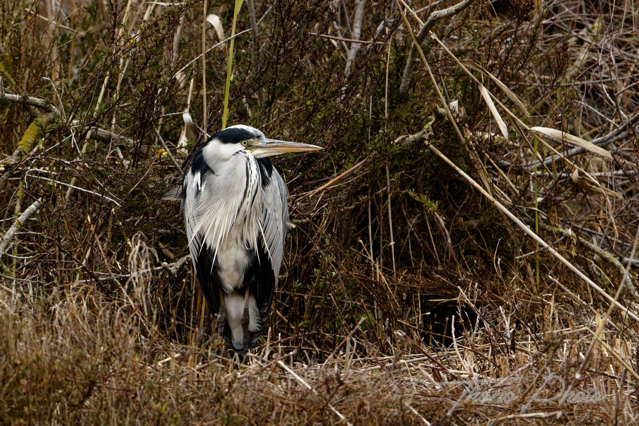 Heron cendre pont de gau 2025 01 24 00590f