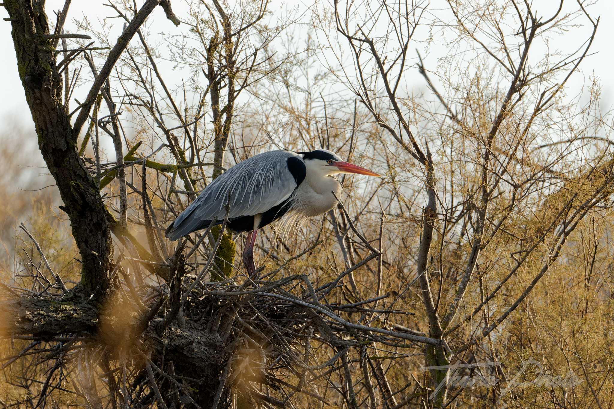 Heron cendre pont de gau 2025 01 24 00451f