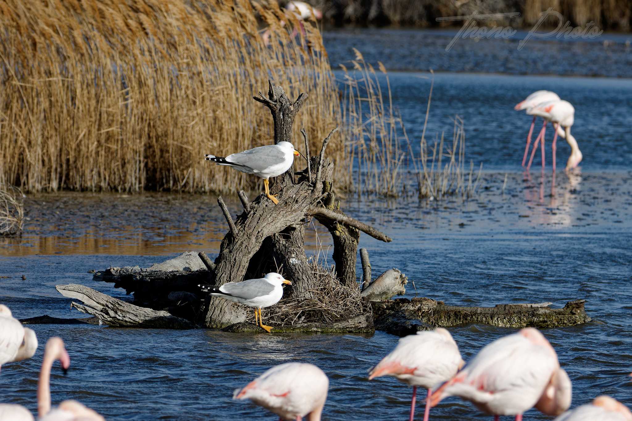 Goeland leucophee pont de gau 2025 01 25 01569f