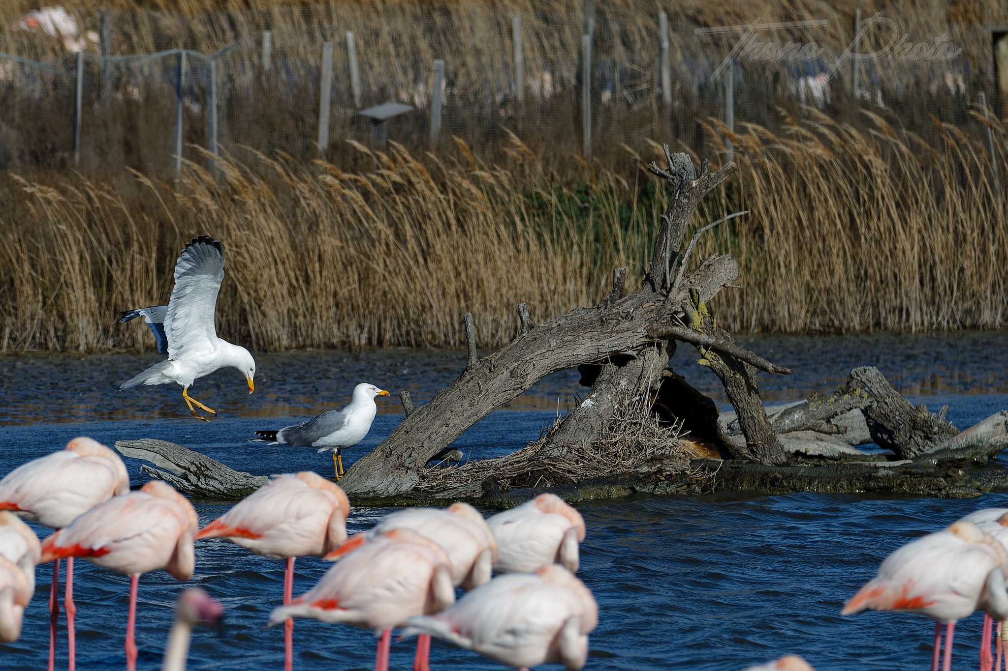 Goeland leucophee pont de gau 2025 01 25 01564f
