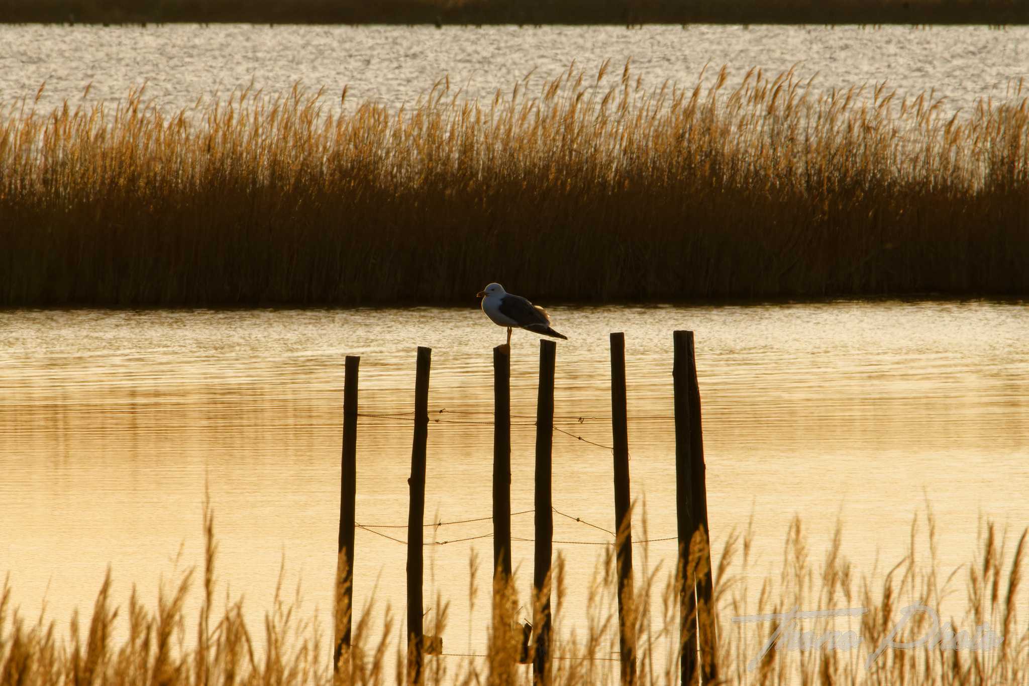 Goeland leucophee pont de gau 2025 01 25 00224f