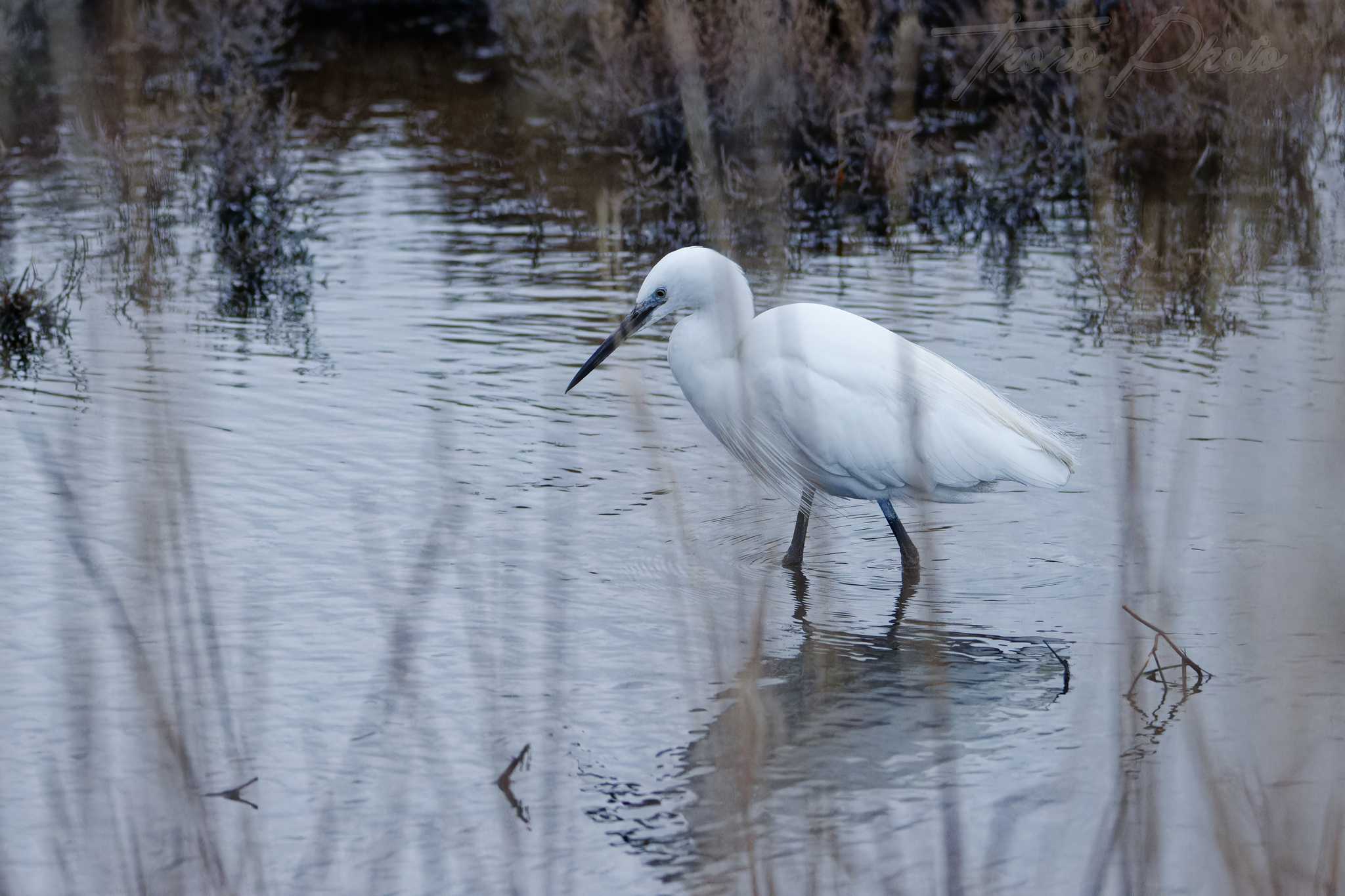 Aigrette garzette pont de gau 2025 01 25 01716f