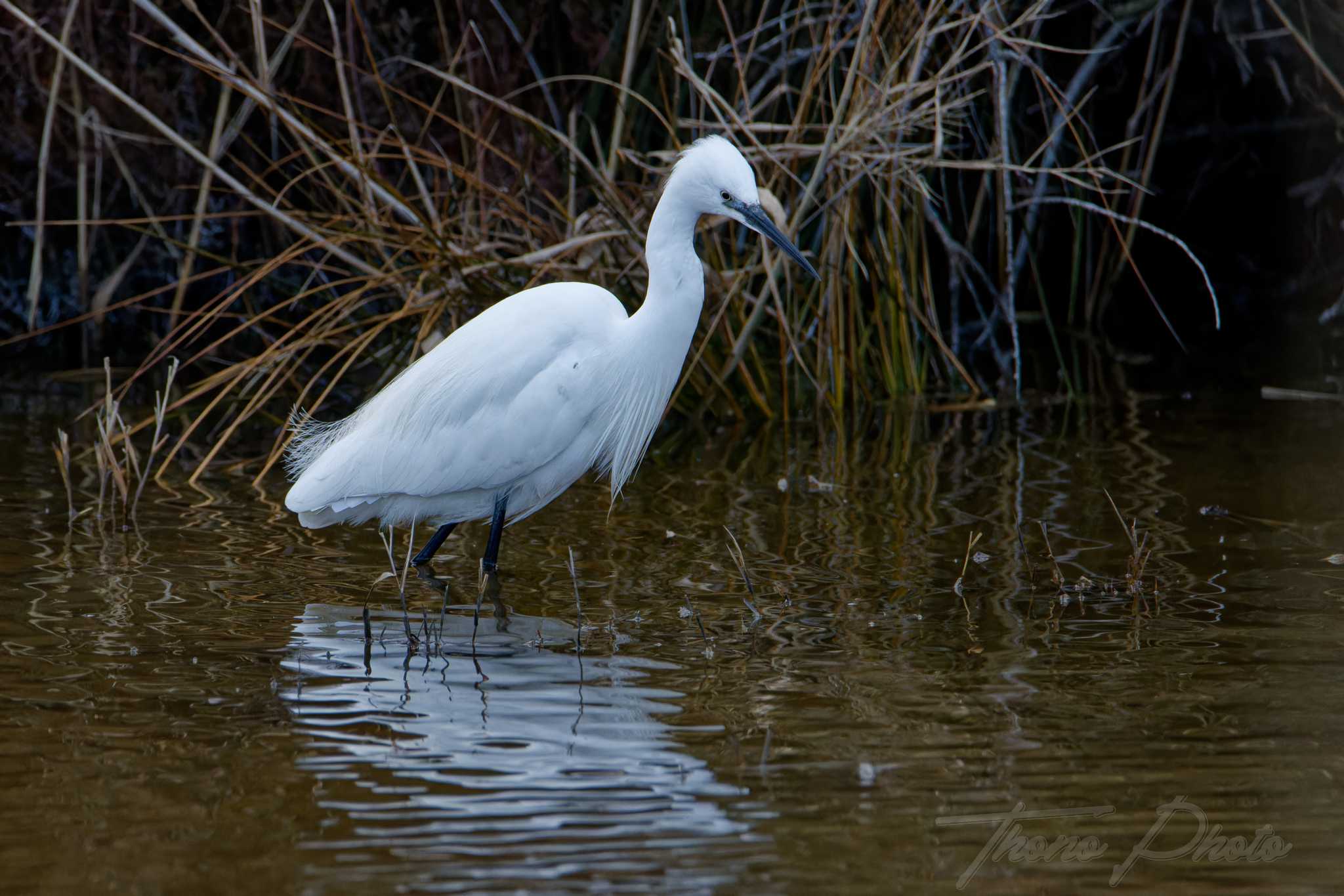Aigrette garzette pont de gau 2025 01 25 01709f