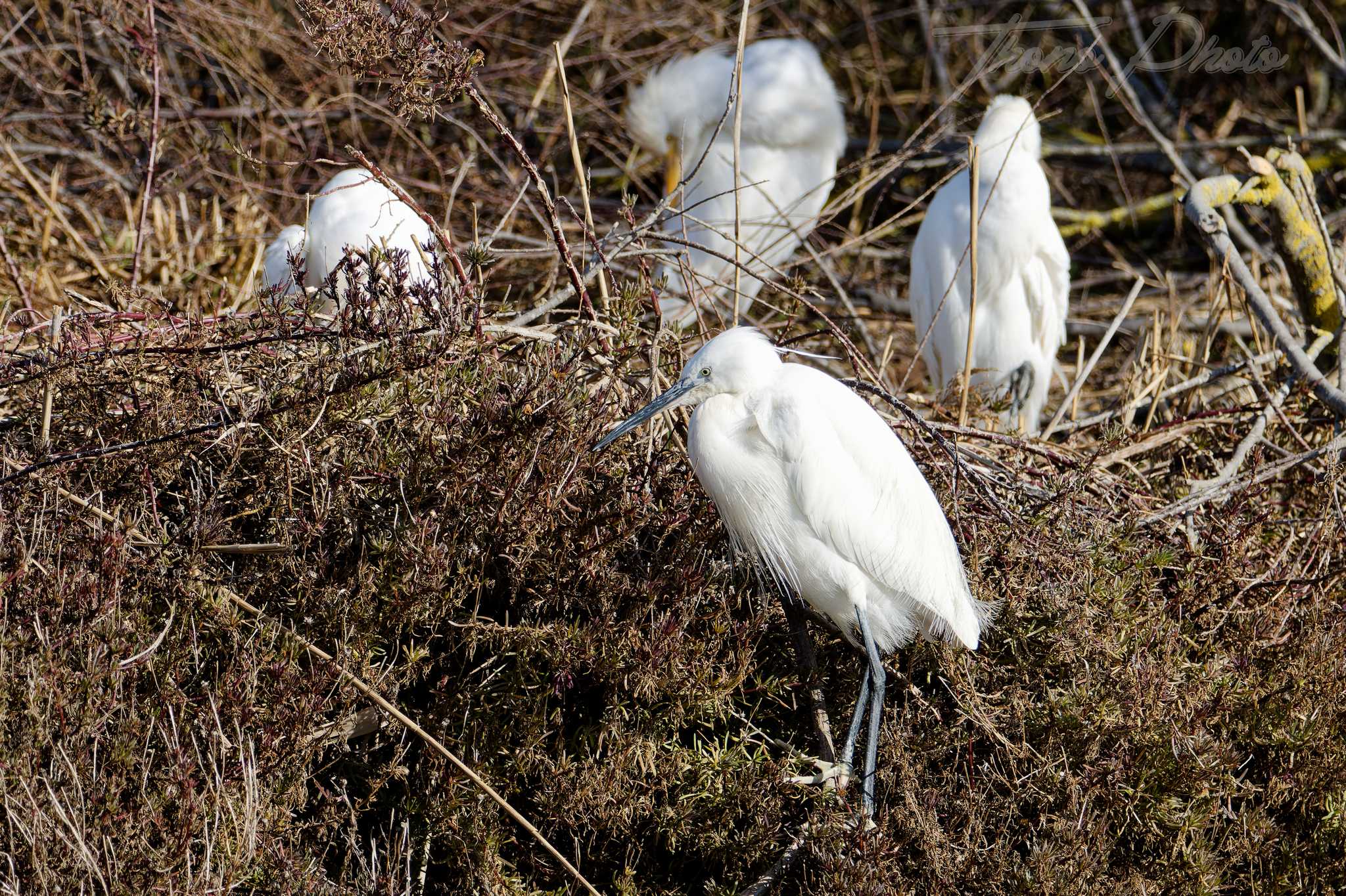 Aigrette garzette pont de gau 2025 01 25 01401f