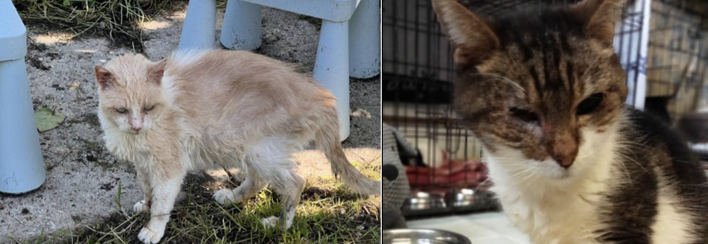 Au revoir Chapou et Charly 😭