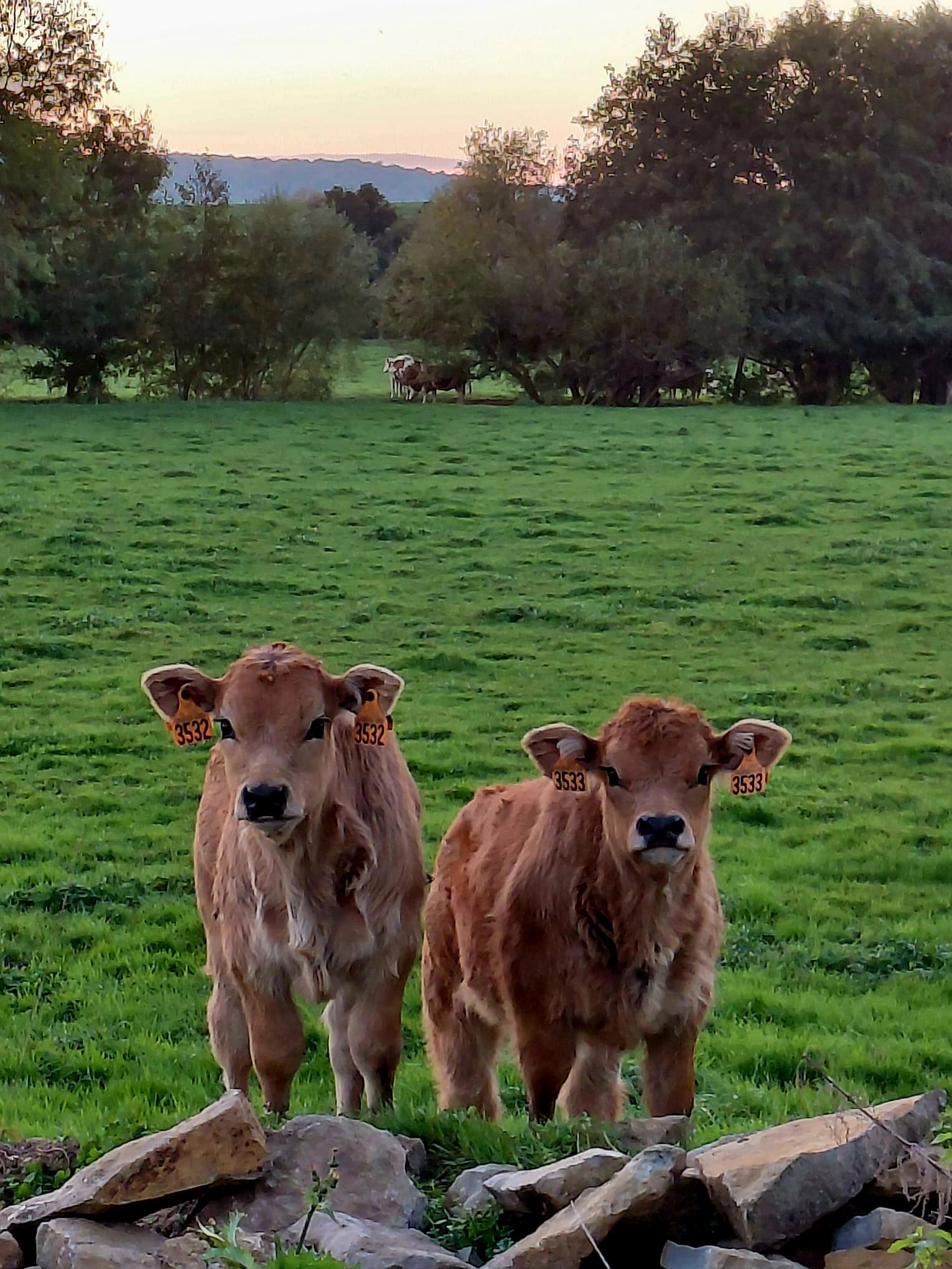 ferme agriculture colline de Sion vache aubrac thorey-lyautey