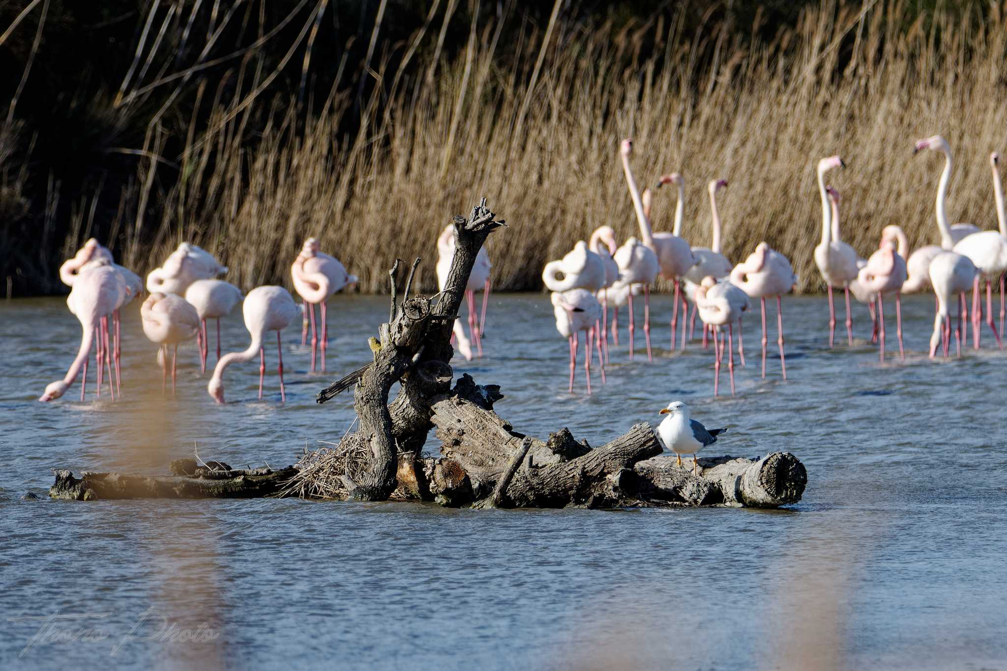 Goeland leucophee pont de gau 2025 01 25 01083f