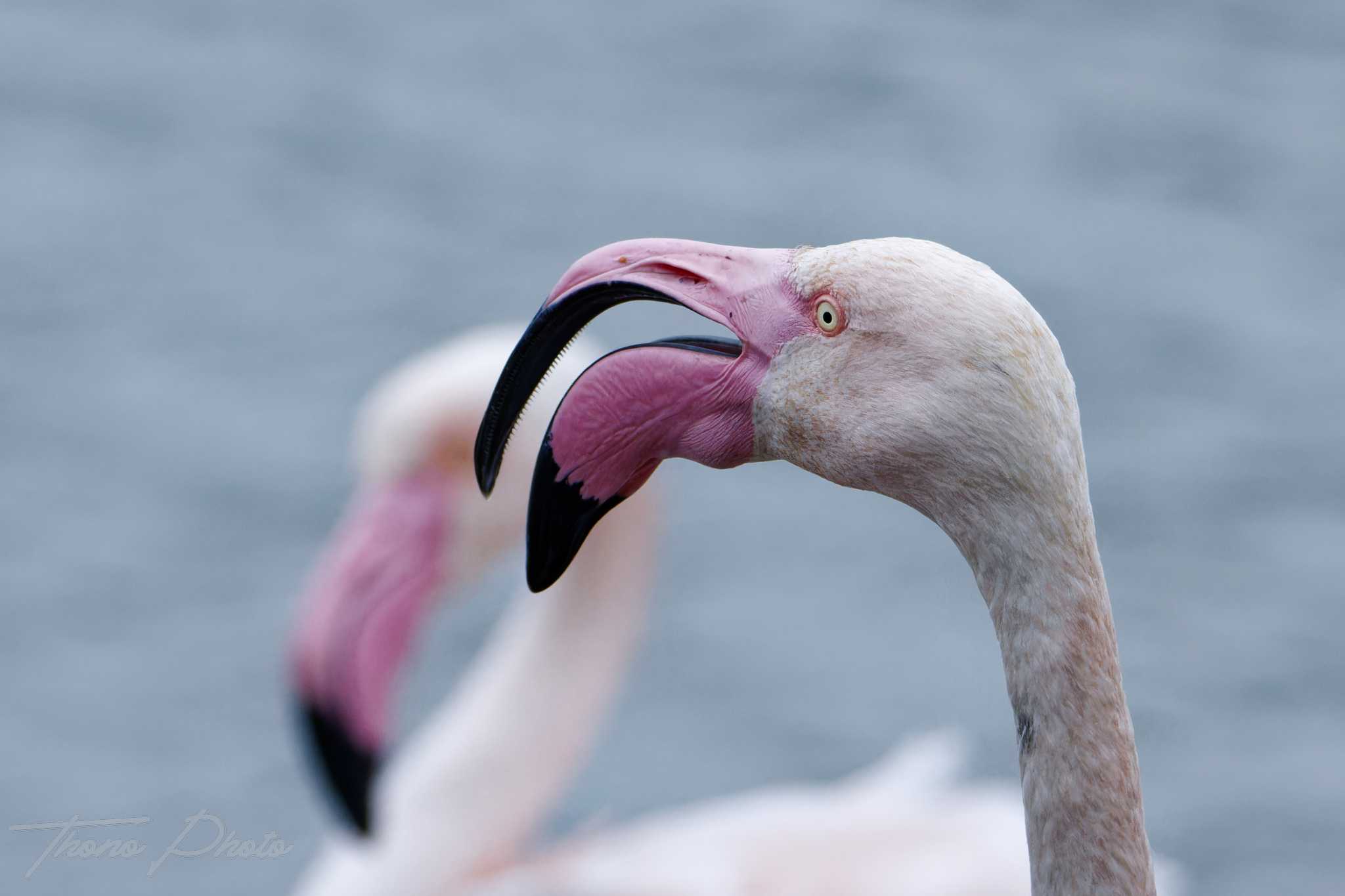 Flamand rose pont de gau 2025 01 01731fp