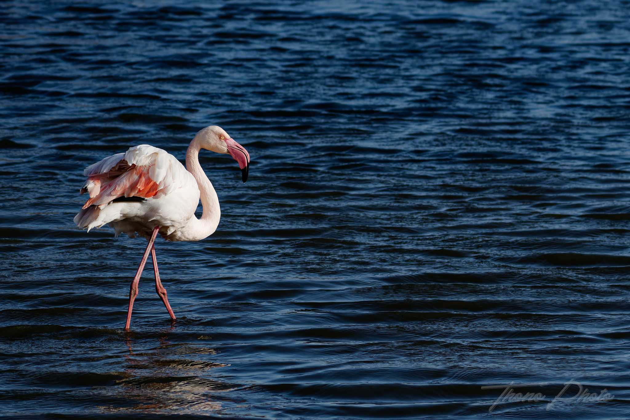 Flamand rose pont de gau 2025 01 01649fp
