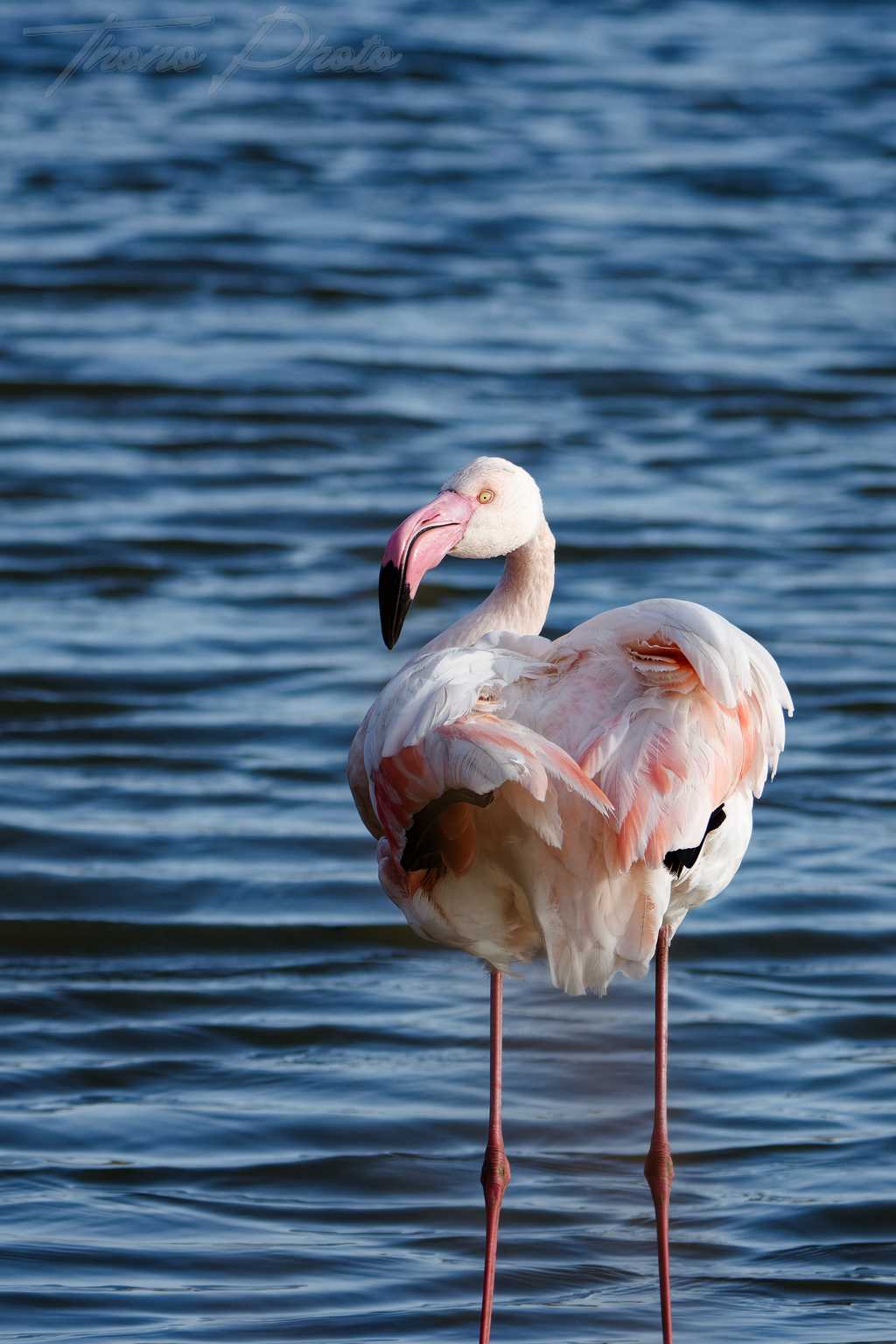Flamand rose pont de gau 2025 01 01636fp