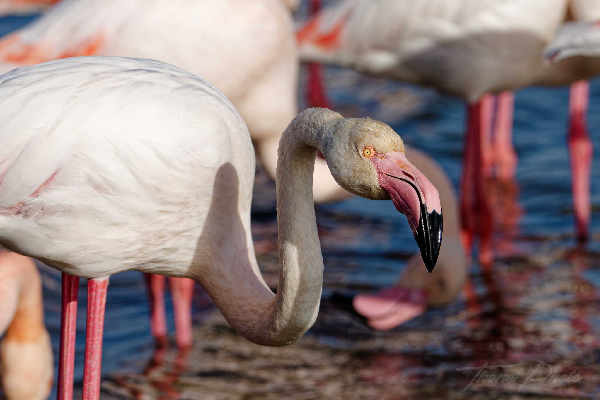 Flamand rose pont de gau 2025 01 01578fp