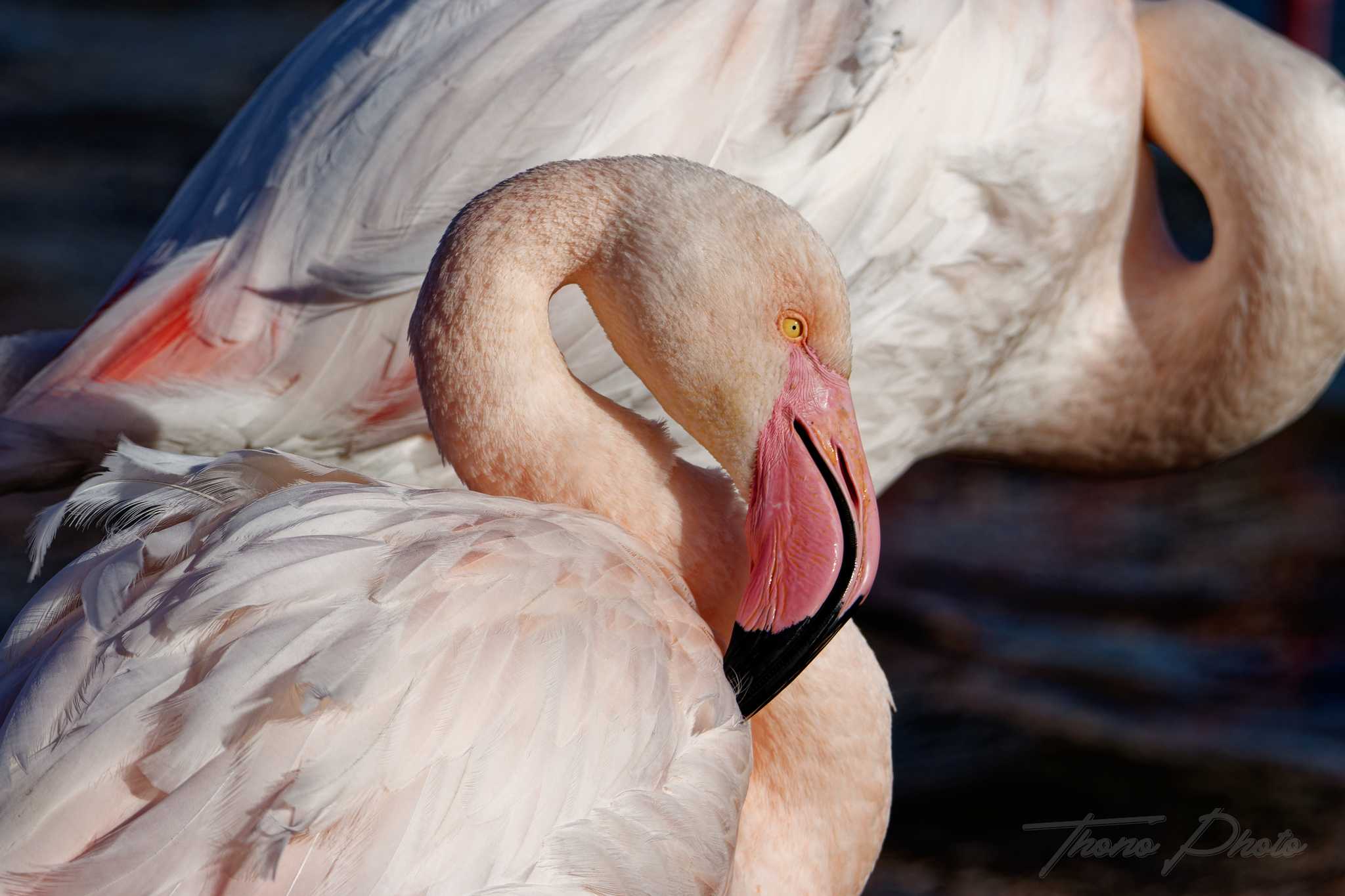Flamand rose pont de gau 2025 01 01573fp