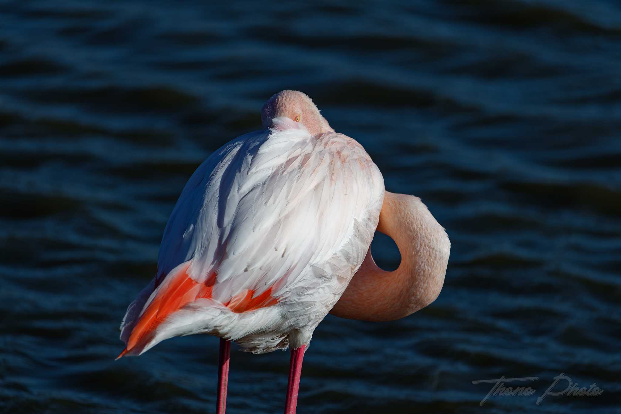 Flamand rose pont de gau 2025 01 01517fp