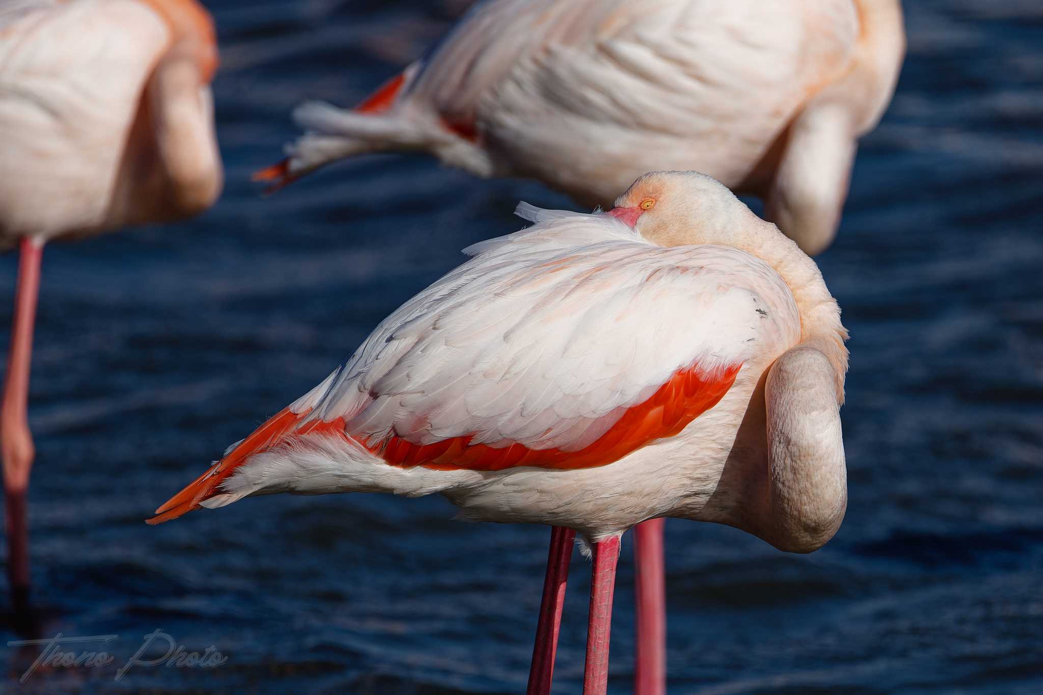 Flamand rose pont de gau 2025 01 01278fp