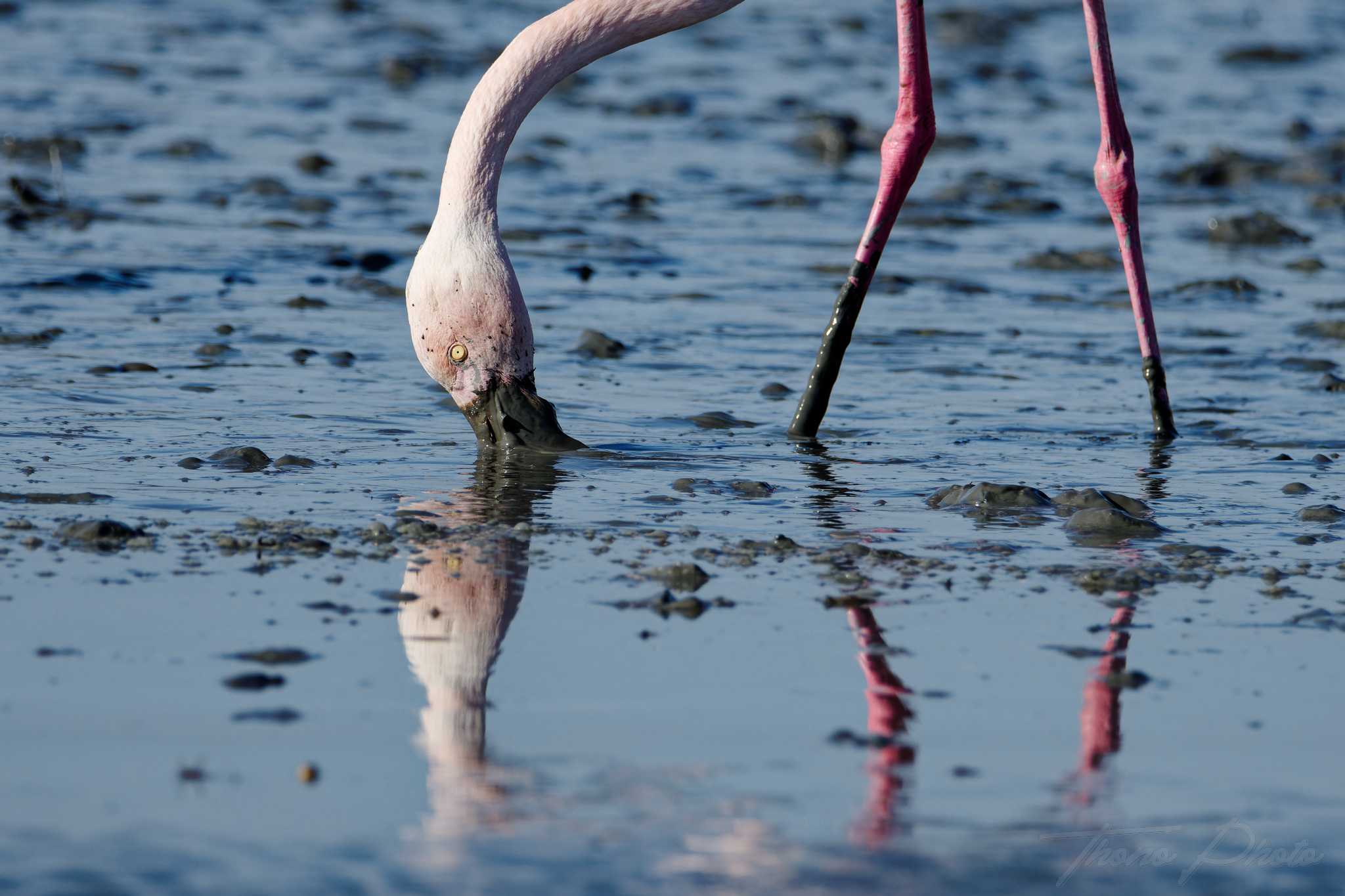 Flamand rose pont de gau 2025 01 01119fp