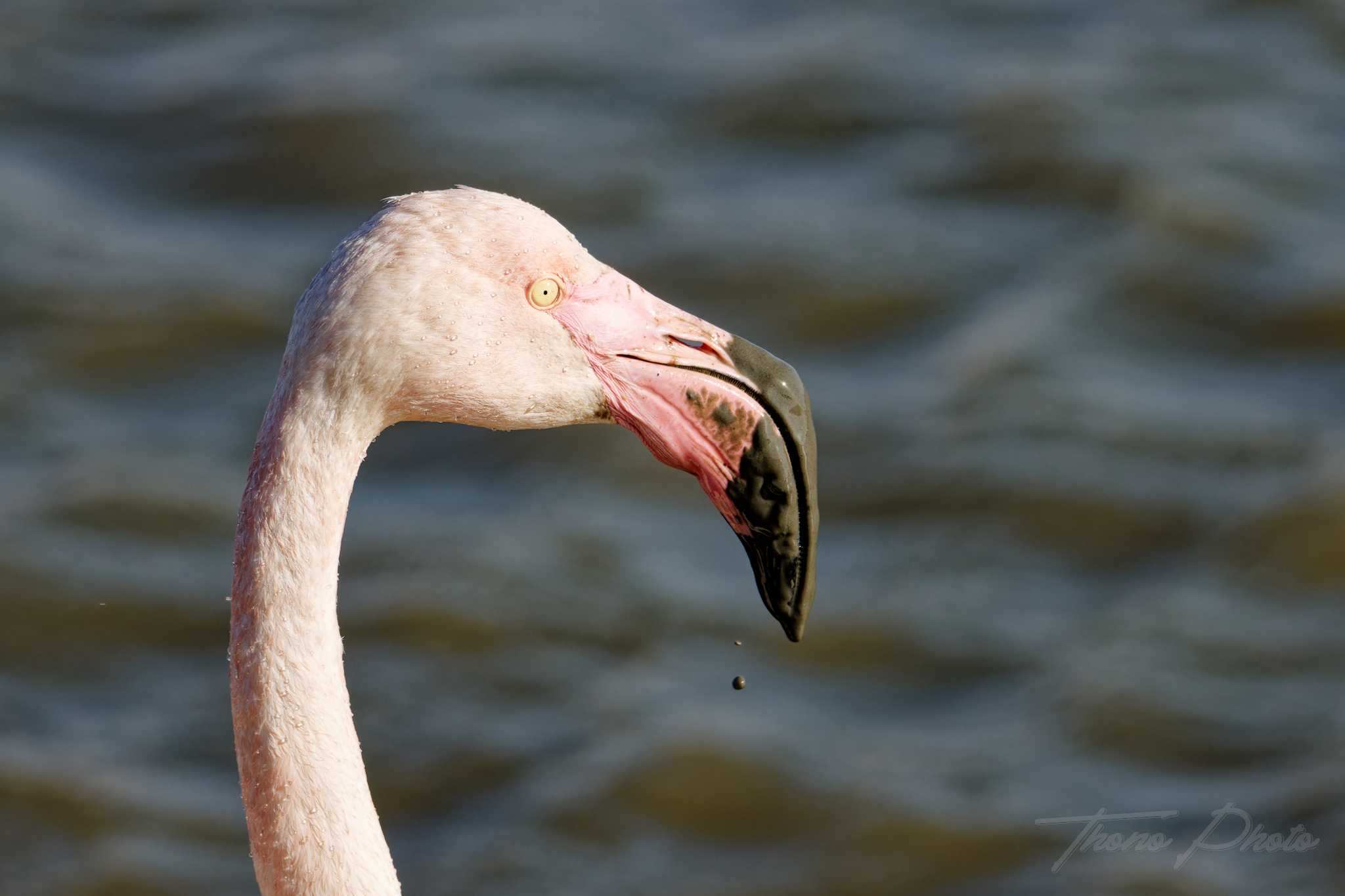 Flamand rose pont de gau 2025 01 01063fp