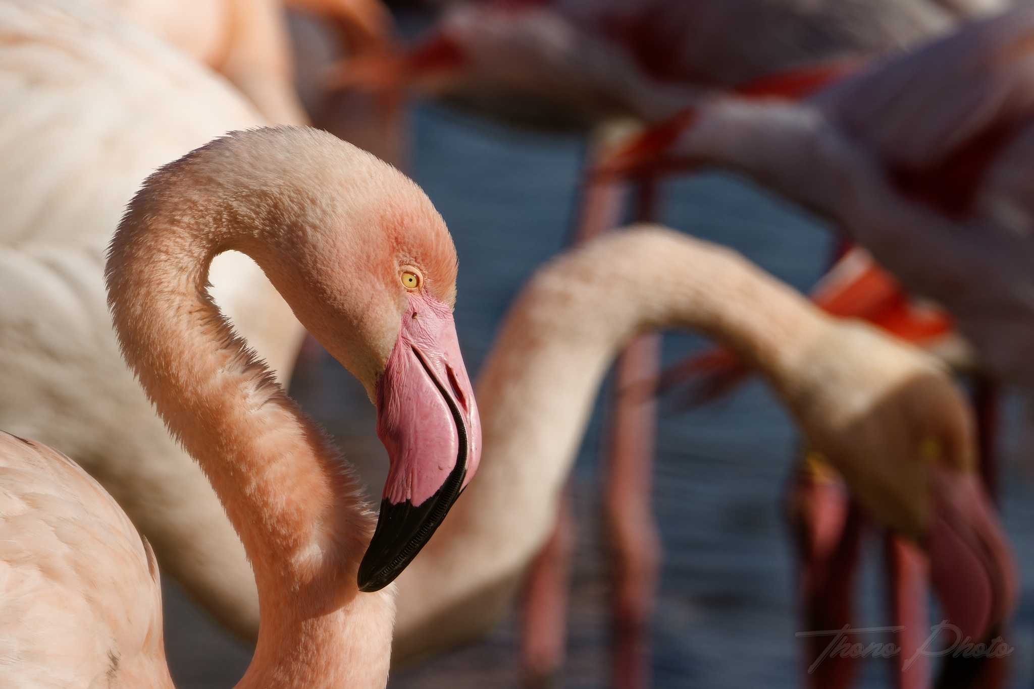 Flamand rose pont de gau 2025 01 01008fp