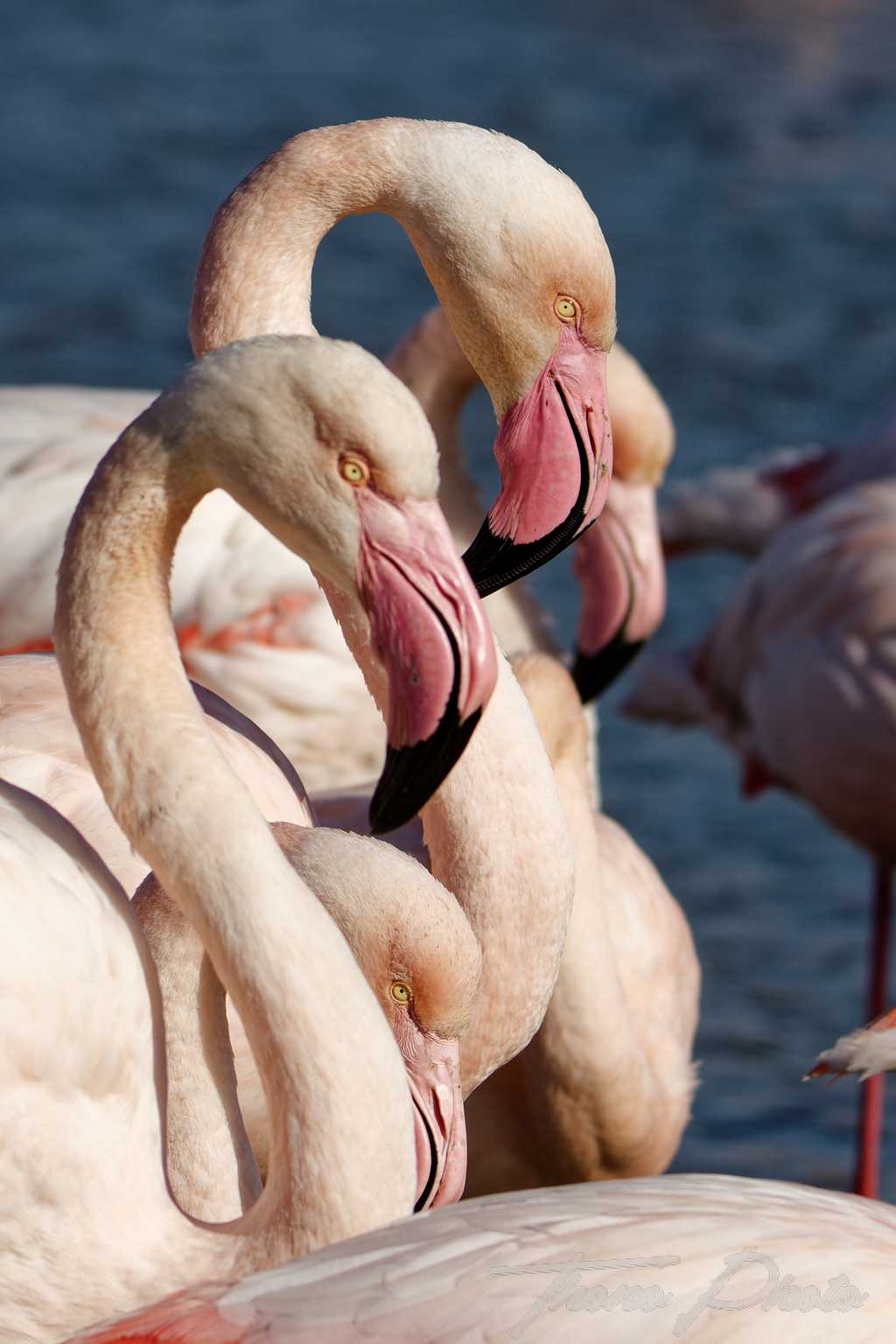 Flamand rose pont de gau 2025 01 01003fp